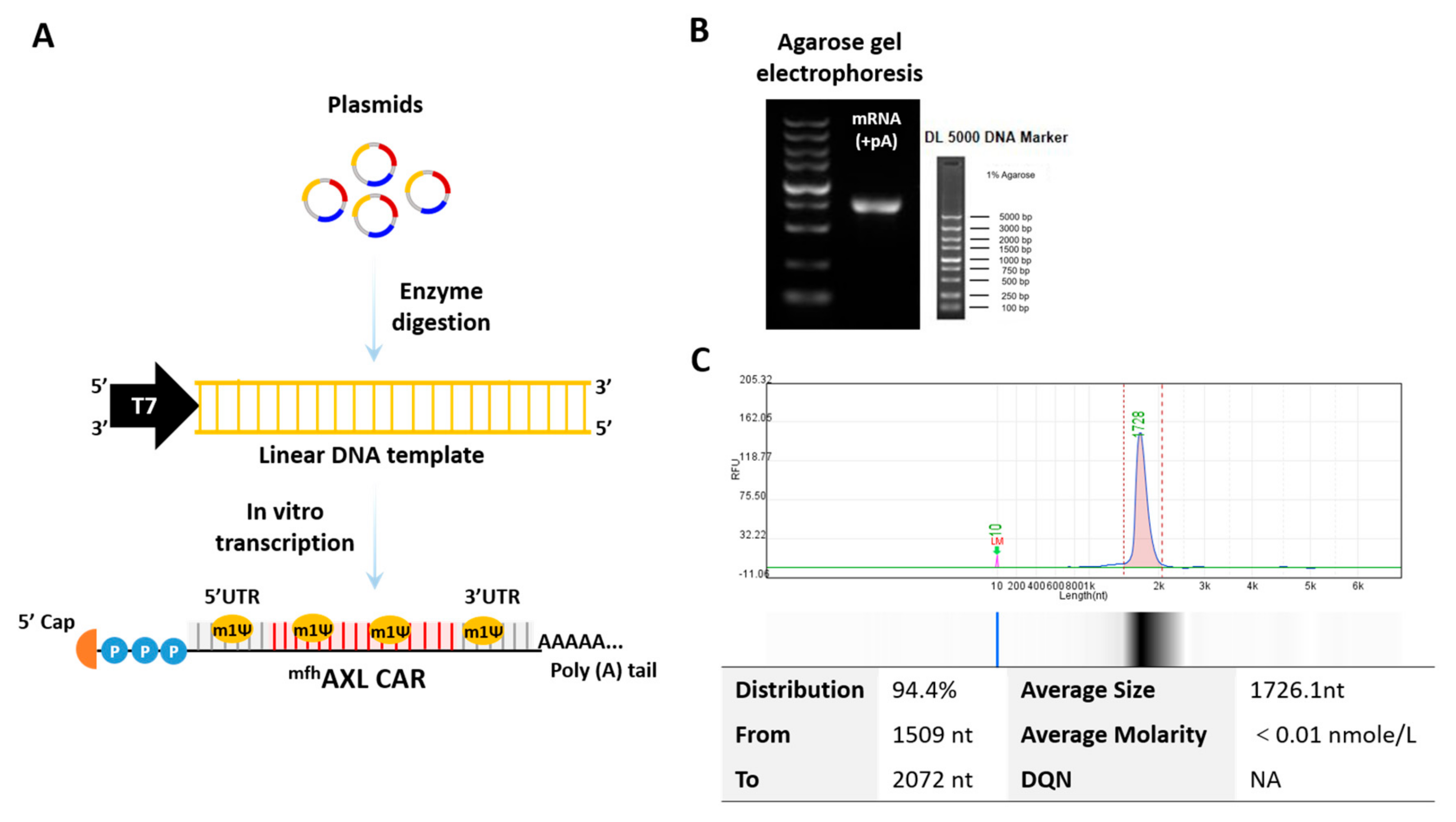 Biomedicines 13 00844 g001