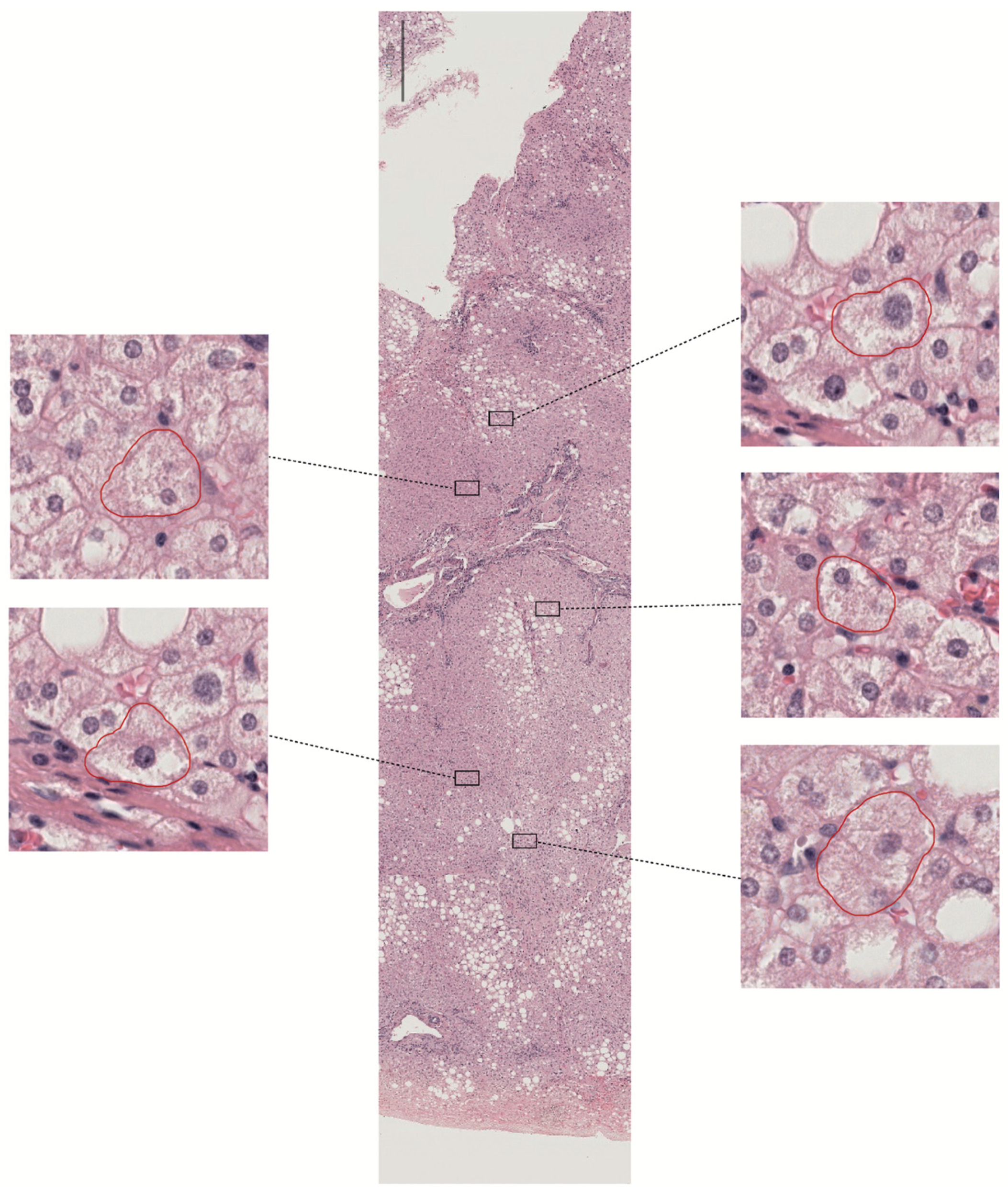 Biomedicines 13 00846 g003