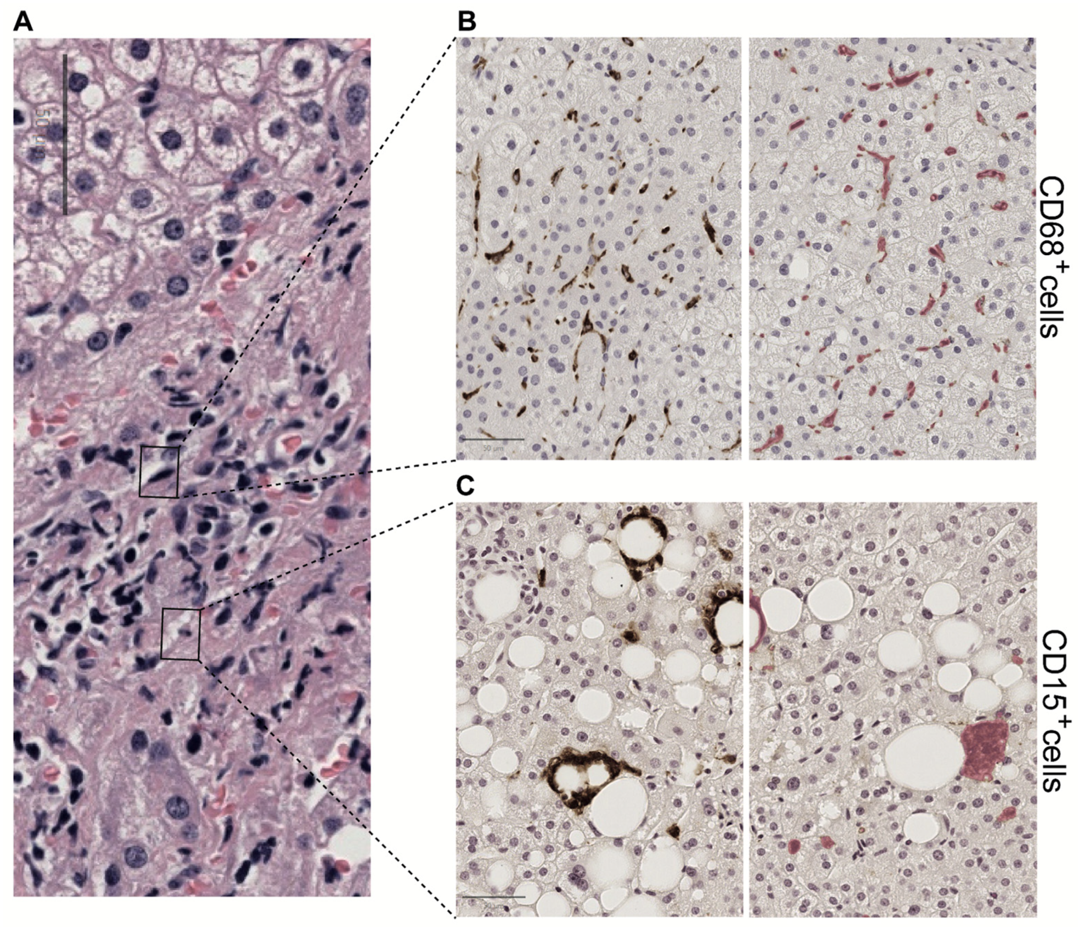 Biomedicines 13 00846 g004