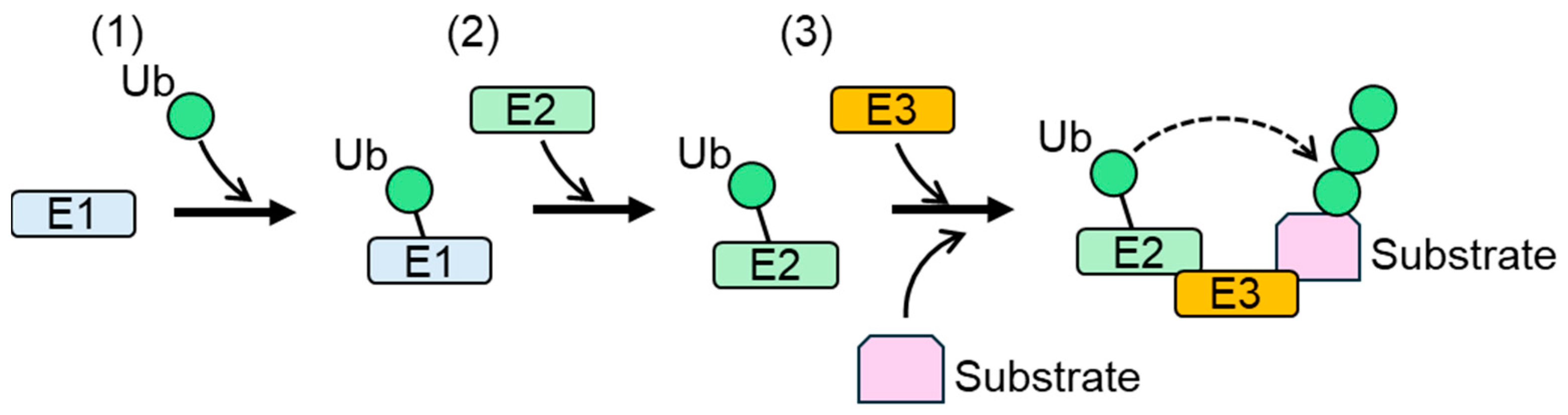 Biomedicines 13 00854 g001