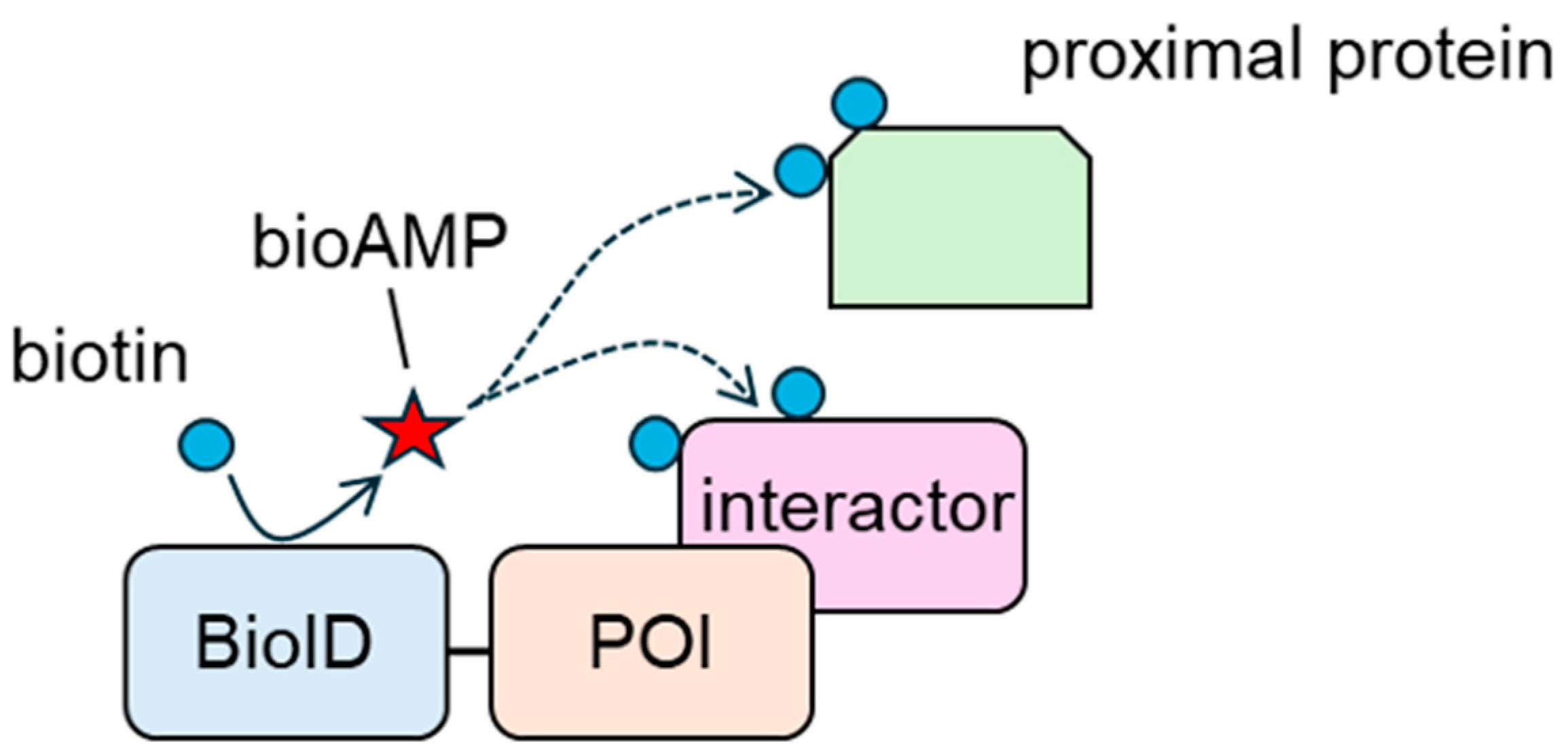Biomedicines 13 00854 g002