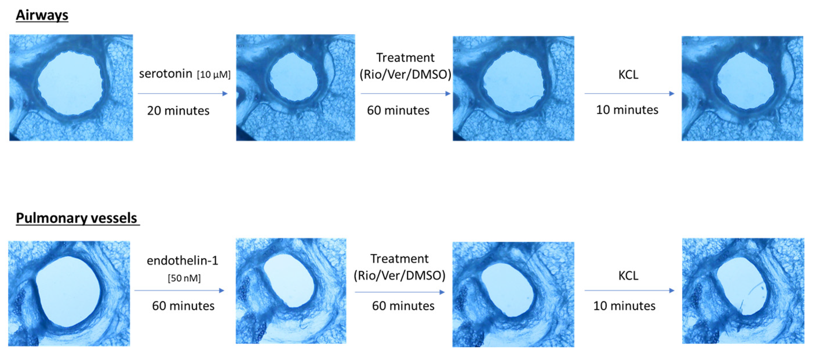 Biomedicines 13 00856 g001