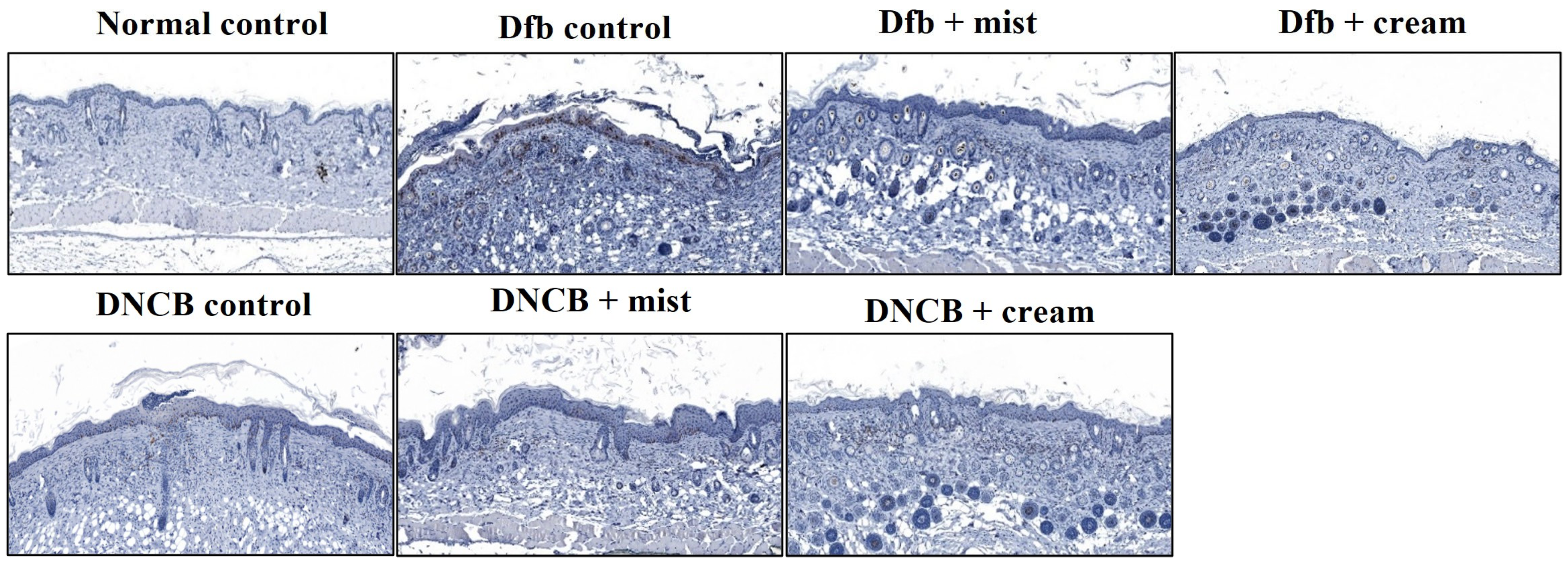 Biomedicines 13 00861 g005