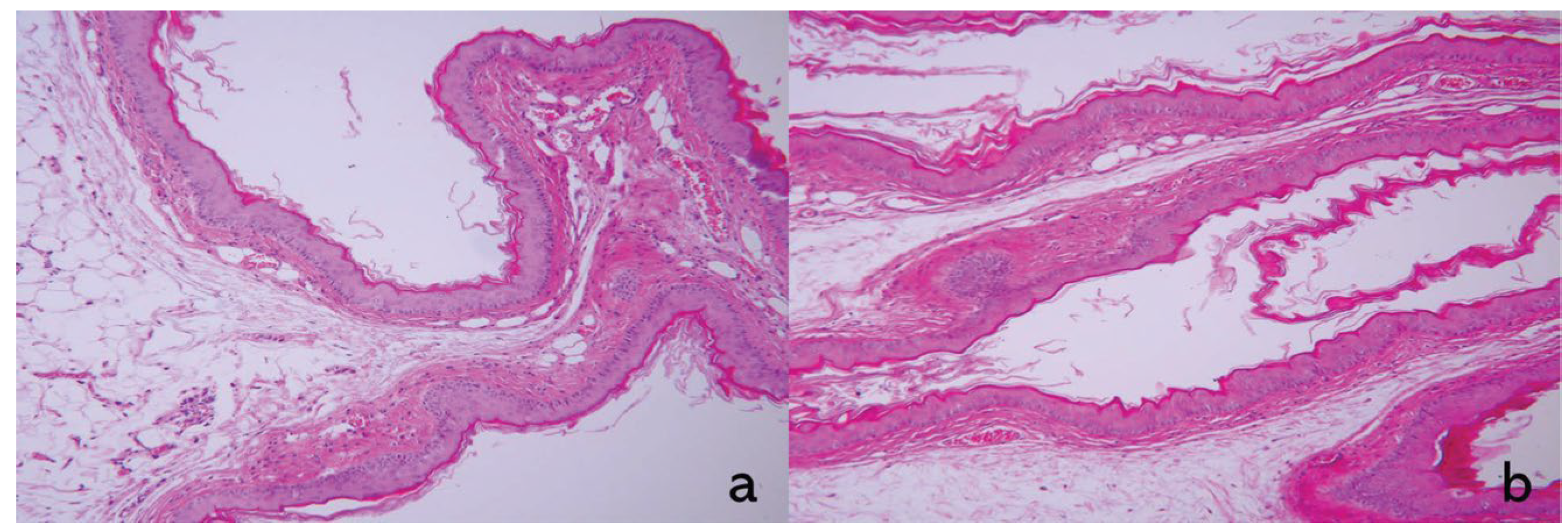 Biomedicines 13 00869 g004 Biomedicines 13 00869 g004