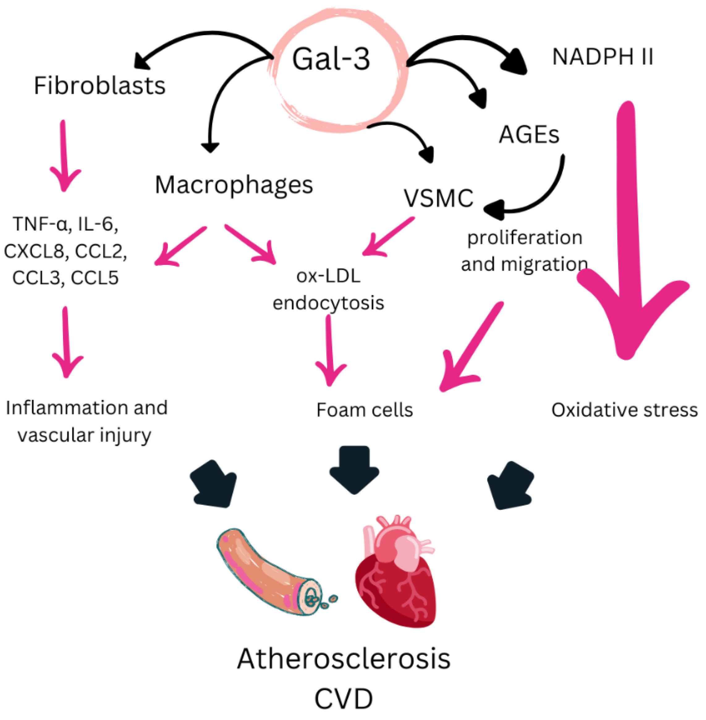 Biomedicines 13 00870 g003 Biomedicines 13 00870 g003