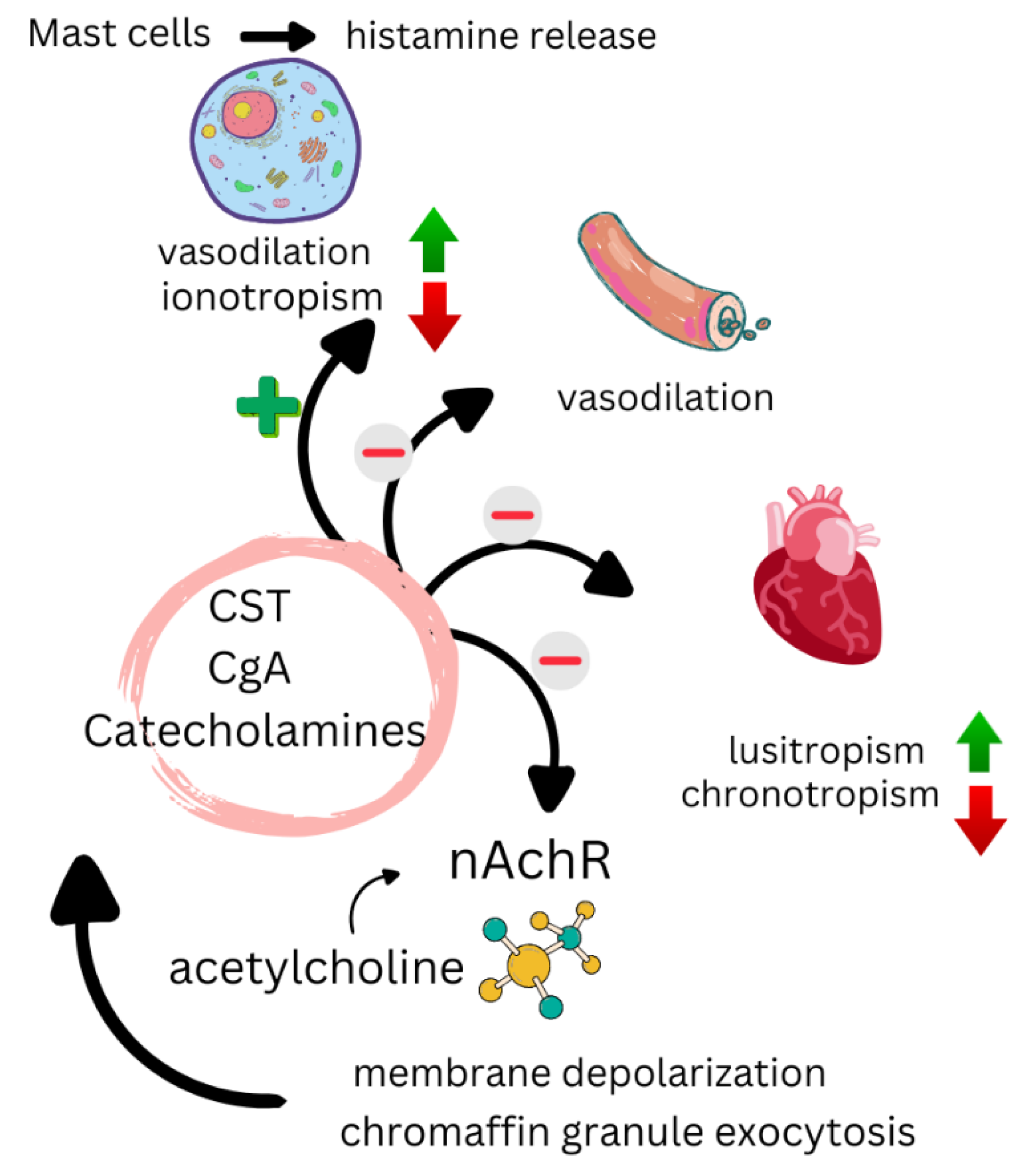 Biomedicines 13 00870 g004 Biomedicines 13 00870 g004