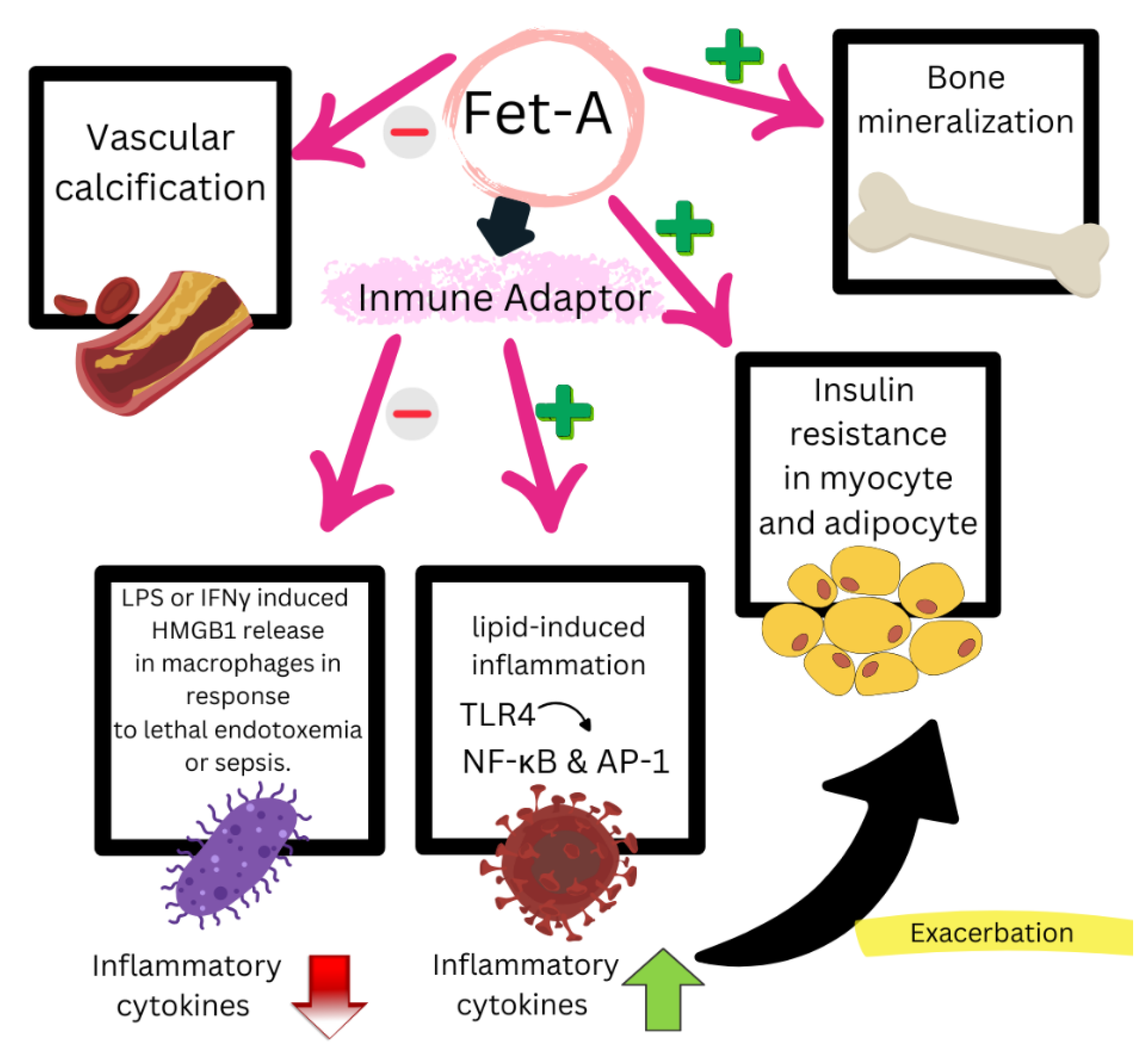 Biomedicines 13 00870 g005 Biomedicines 13 00870 g005