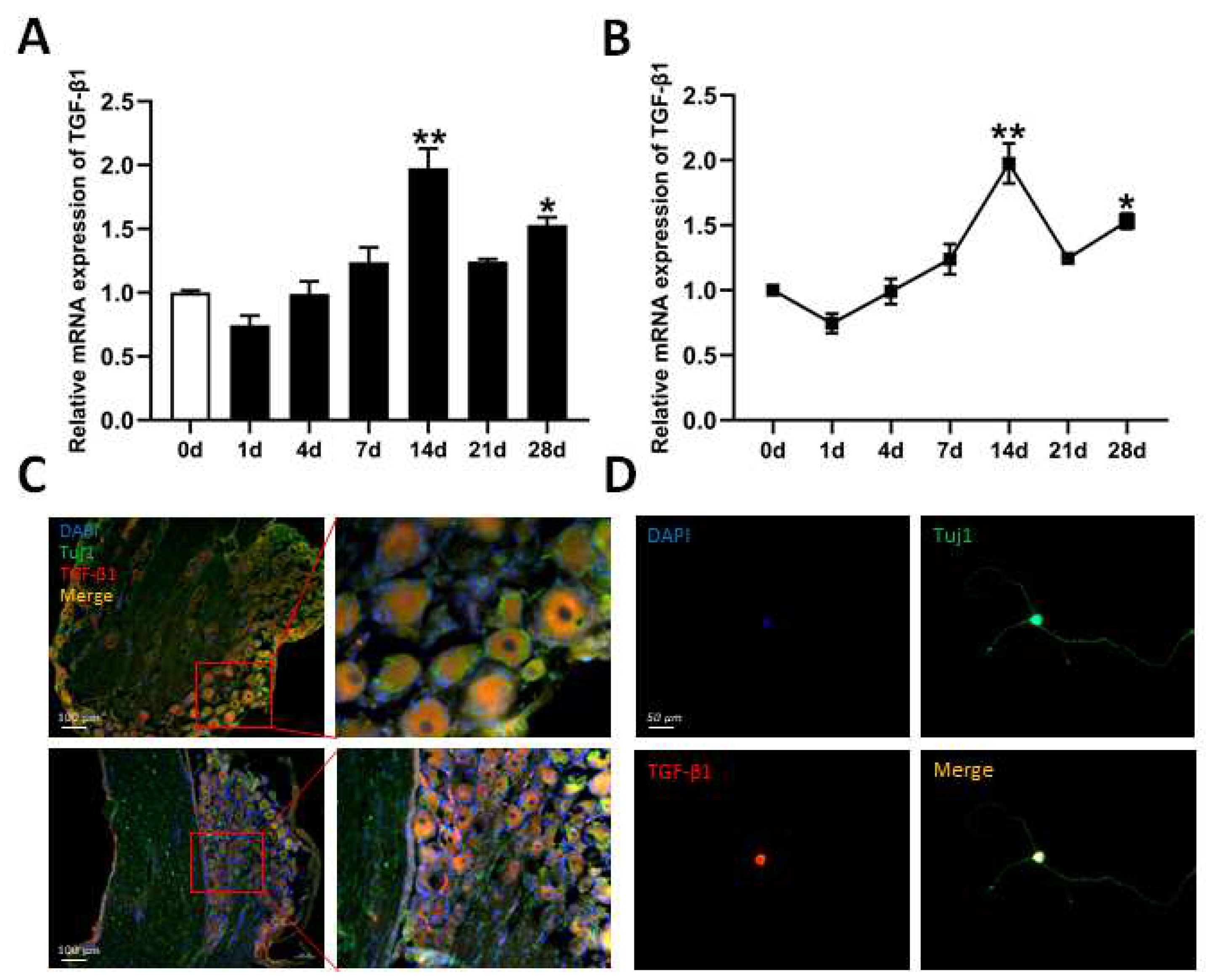 Biomedicines 13 00872 g001