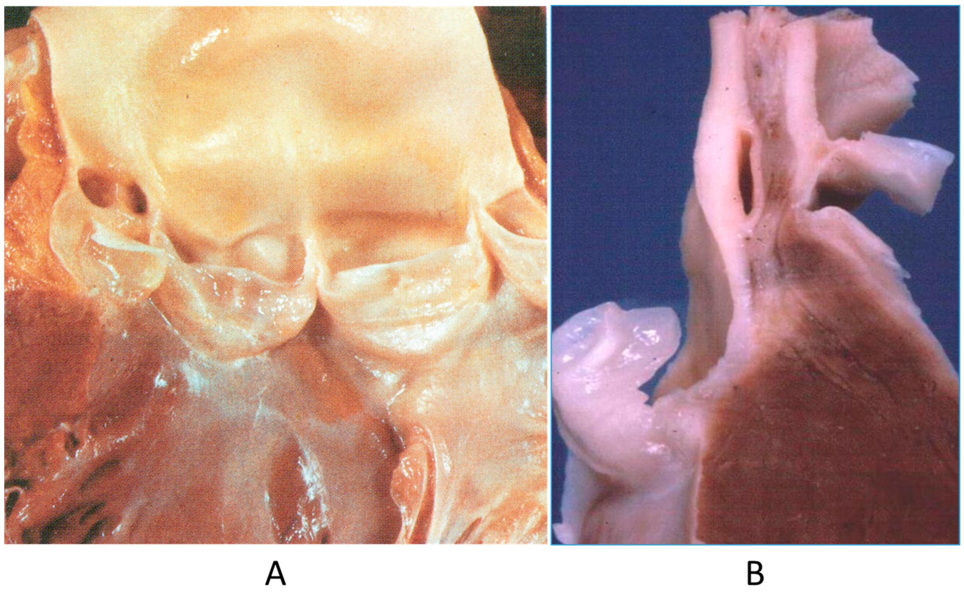 Biomedicines 13 00875 g001