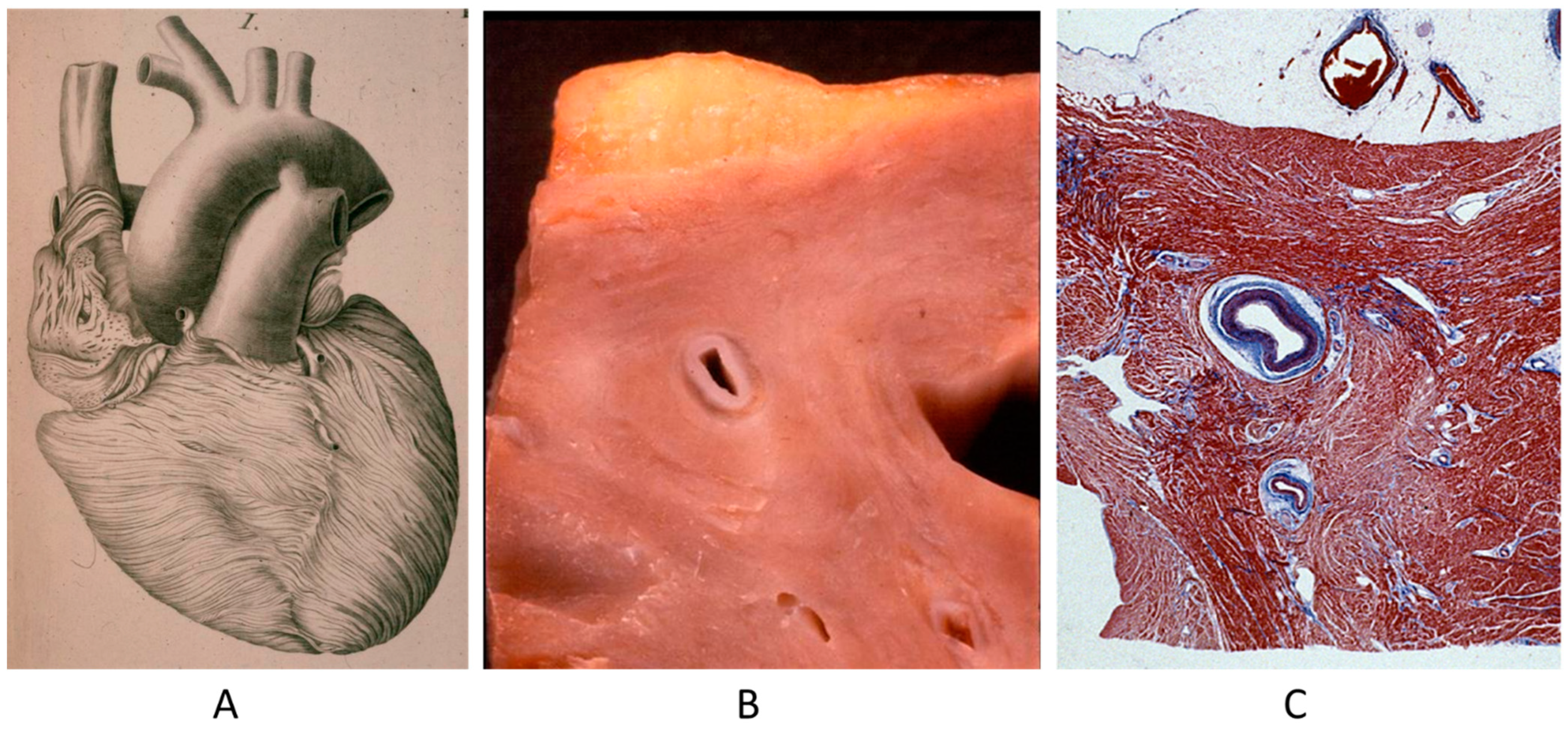 Biomedicines 13 00875 g002