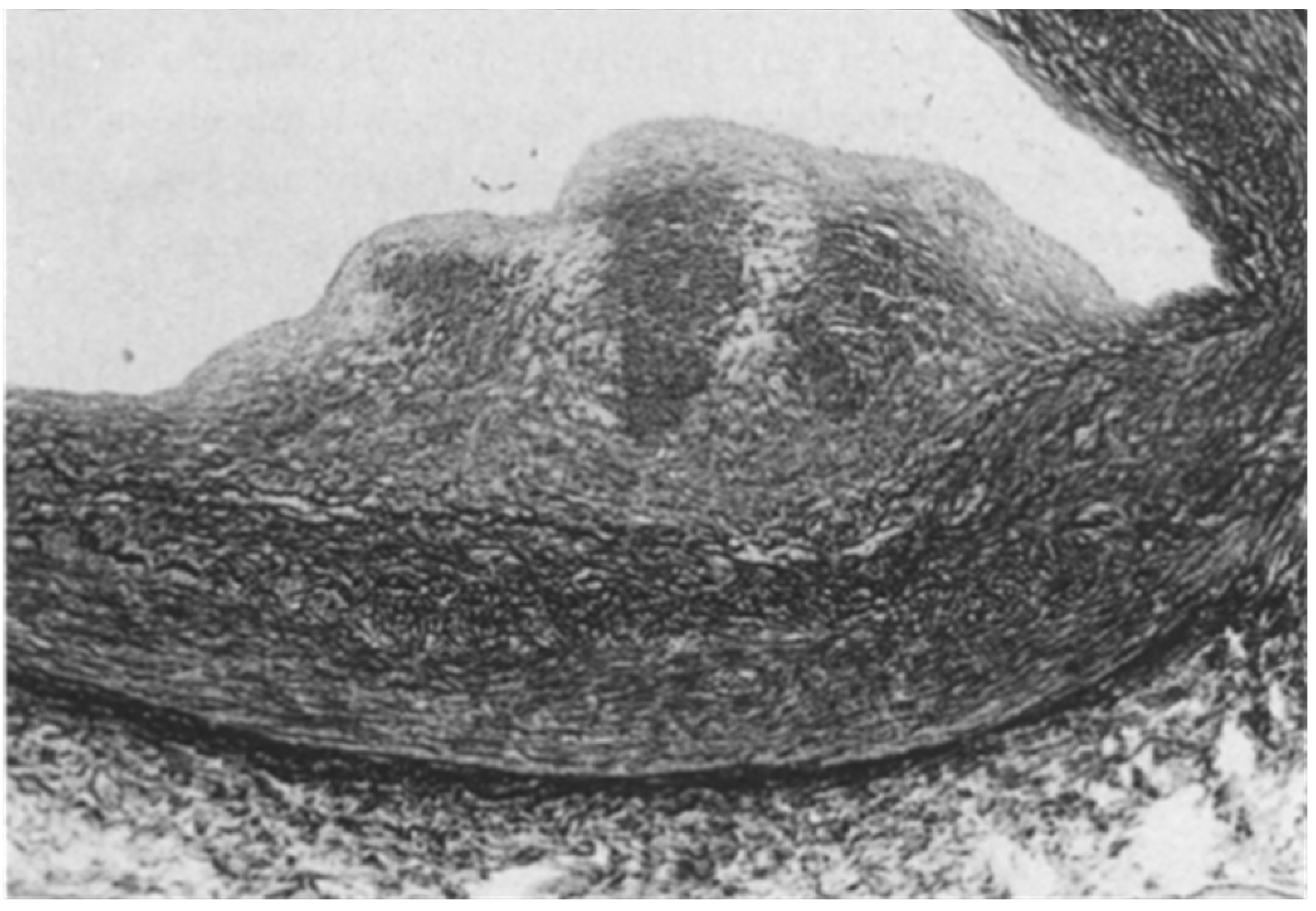 Biomedicines 13 00875 g003