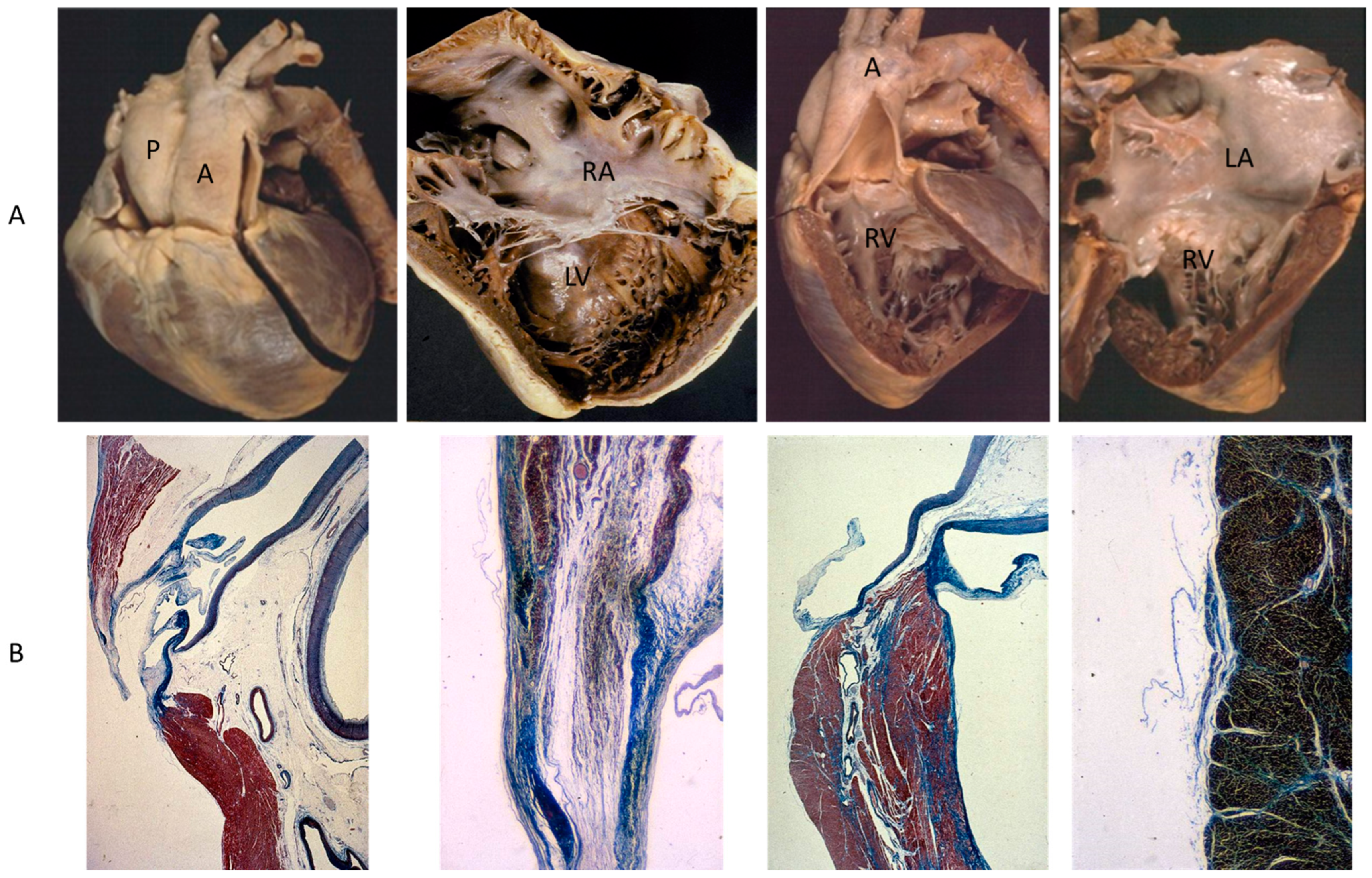 Biomedicines 13 00875 g004