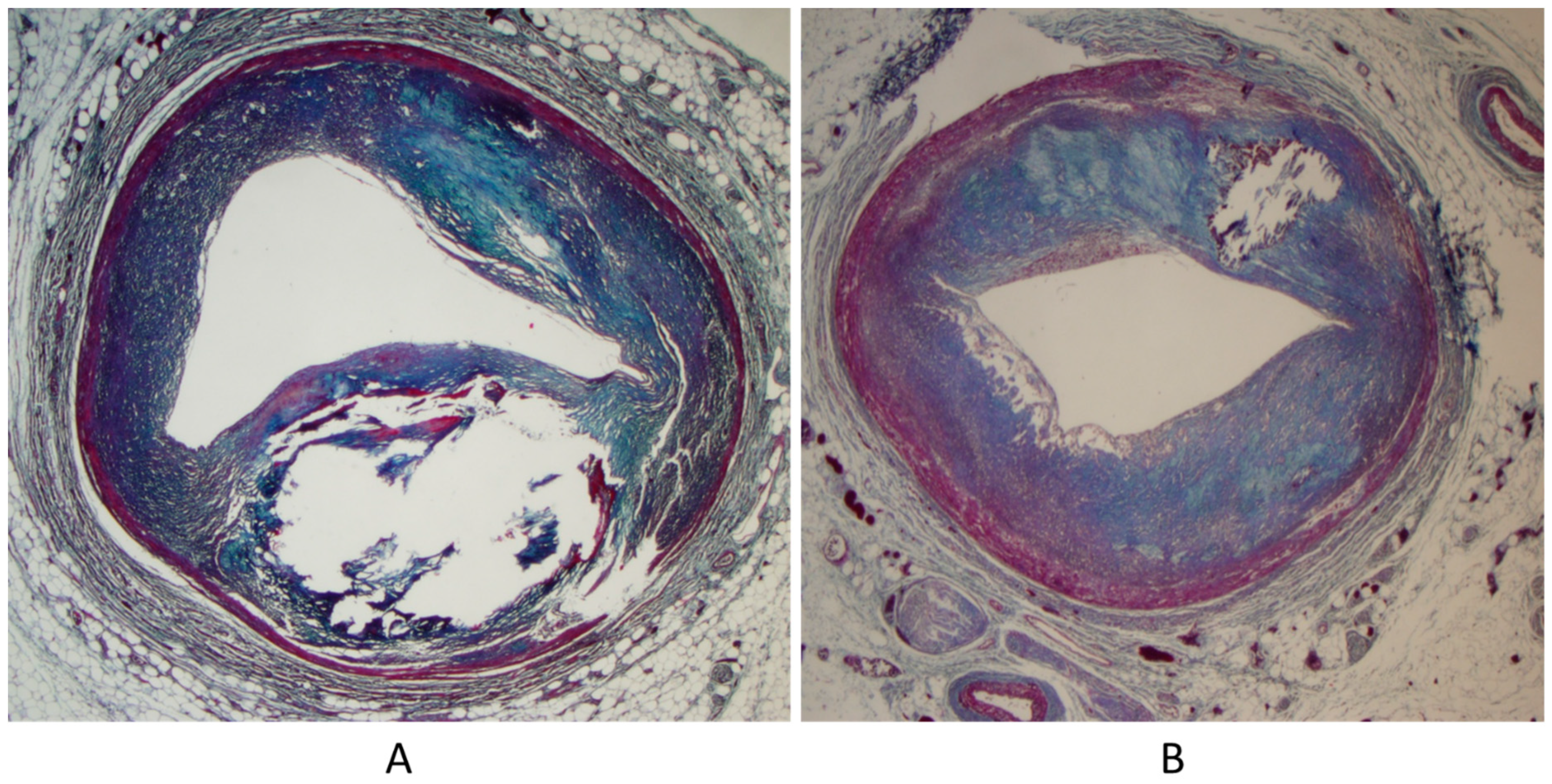Biomedicines 13 00875 g006