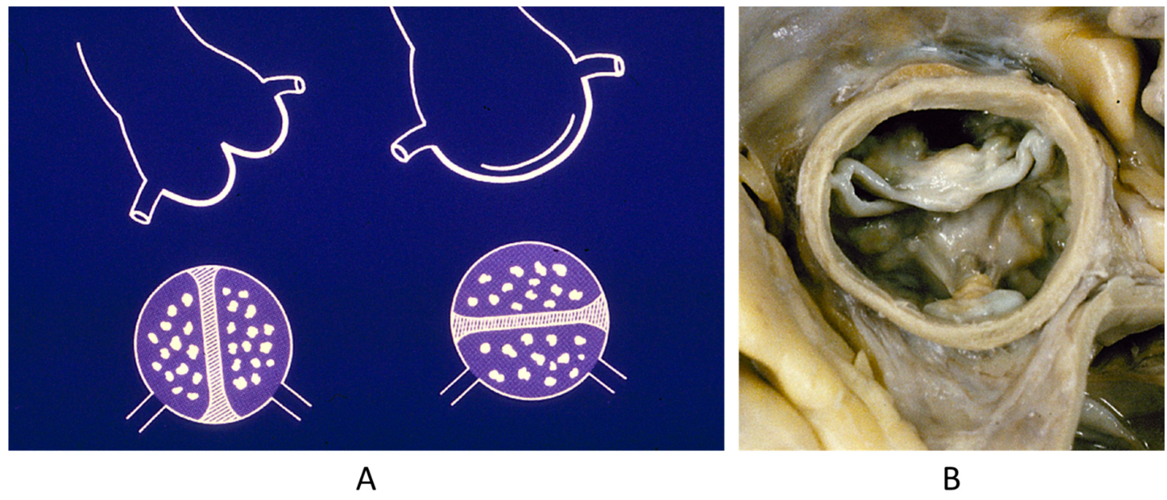 Biomedicines 13 00875 g007
