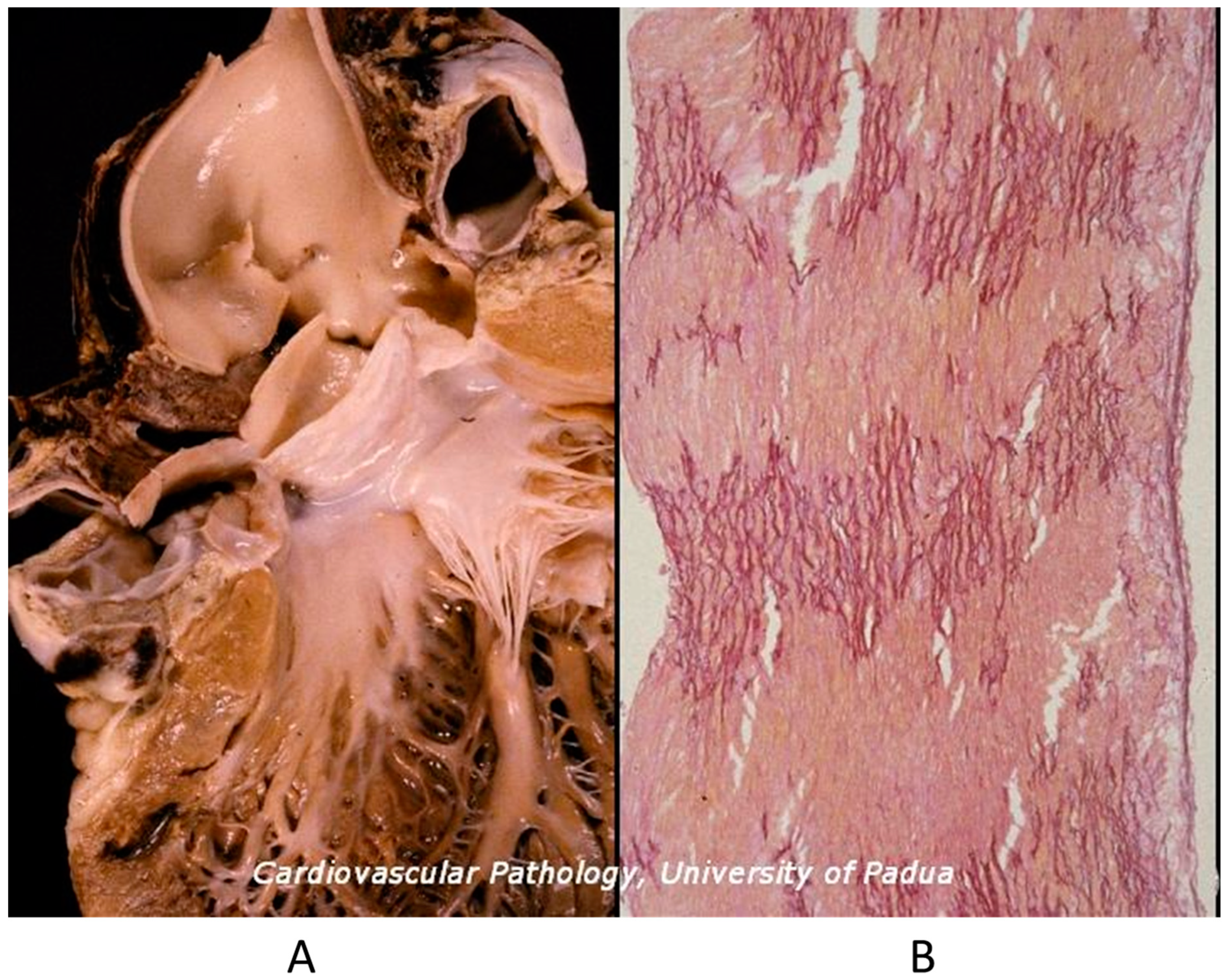 Biomedicines 13 00875 g009