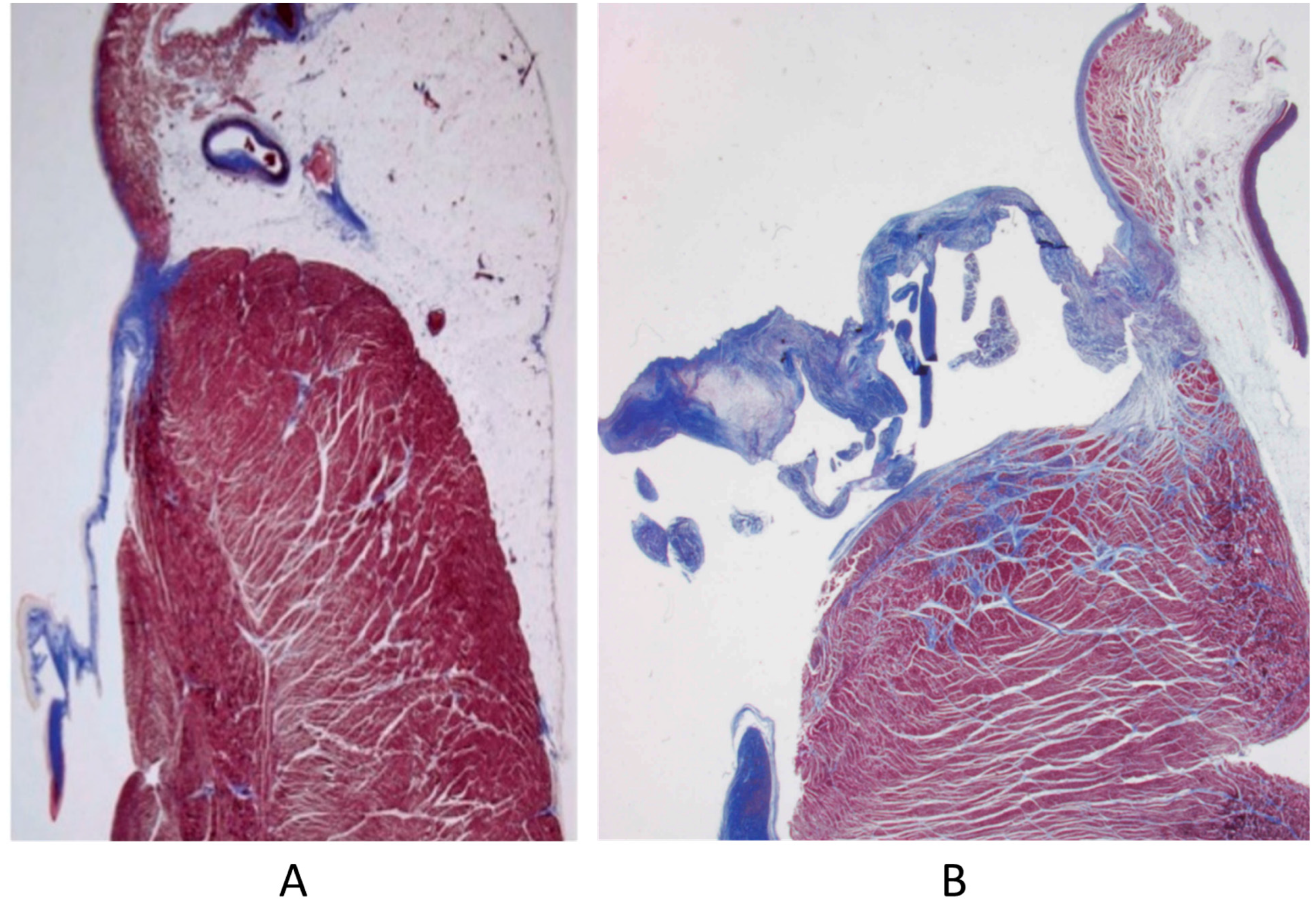 Biomedicines 13 00875 g011