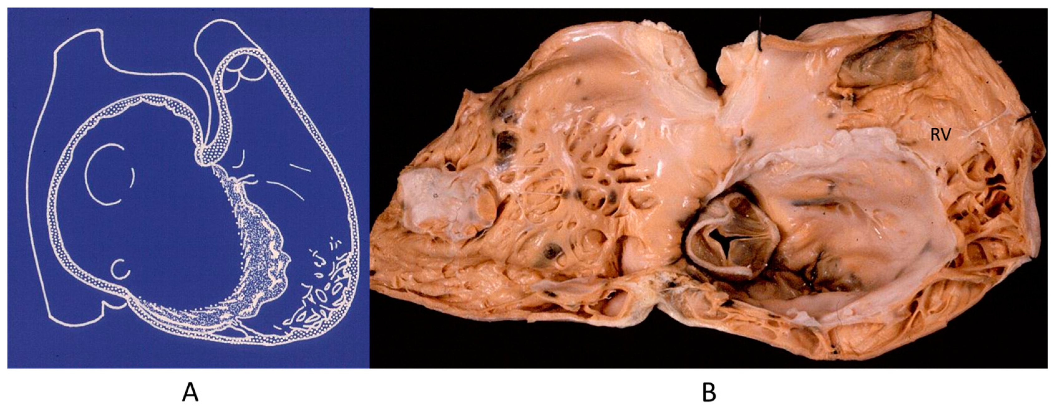 Biomedicines 13 00875 g012