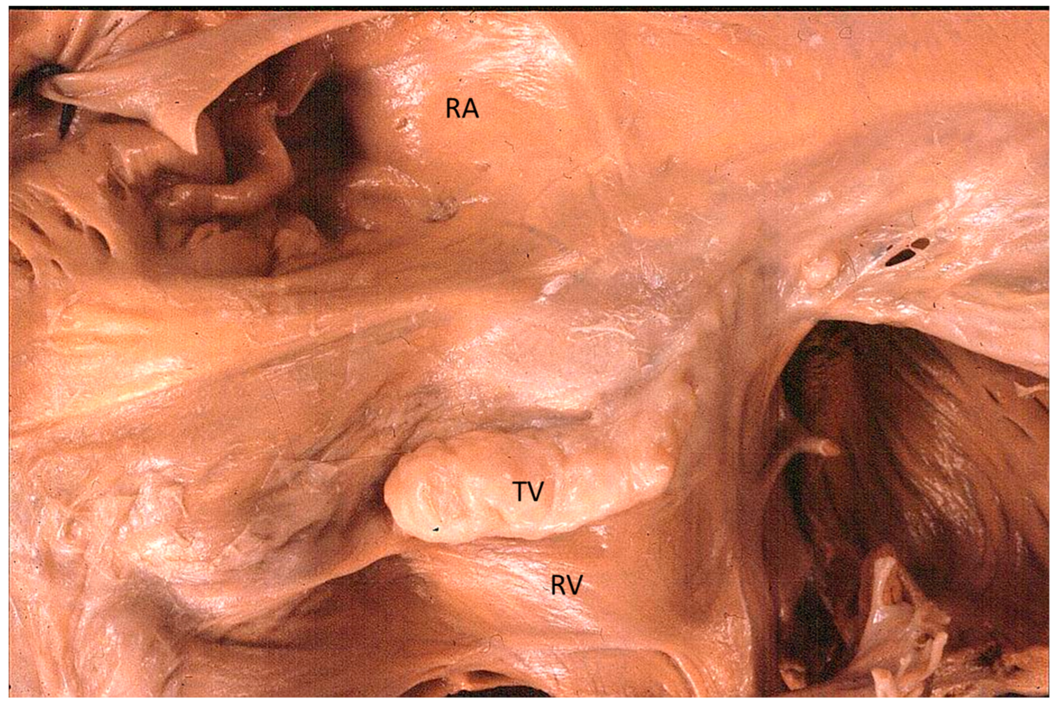 Biomedicines 13 00875 g013