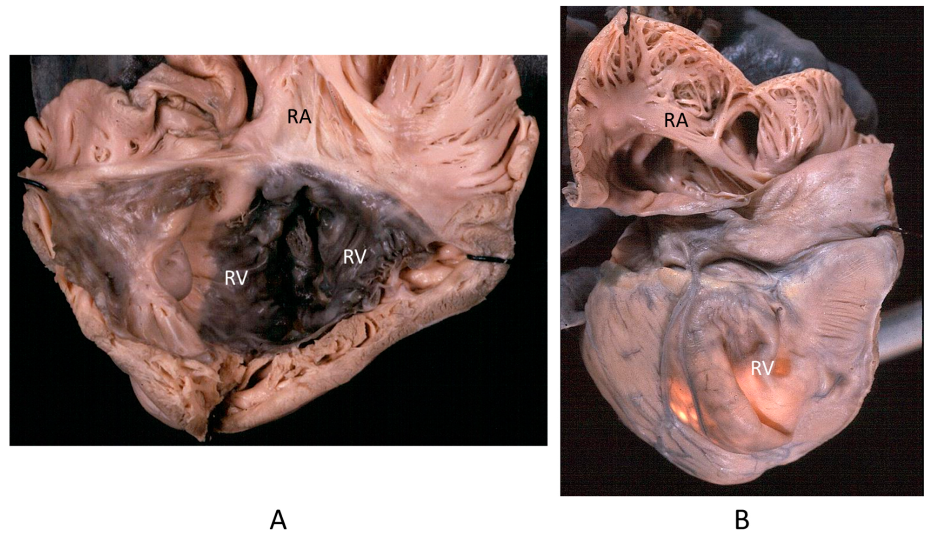 Biomedicines 13 00875 g014