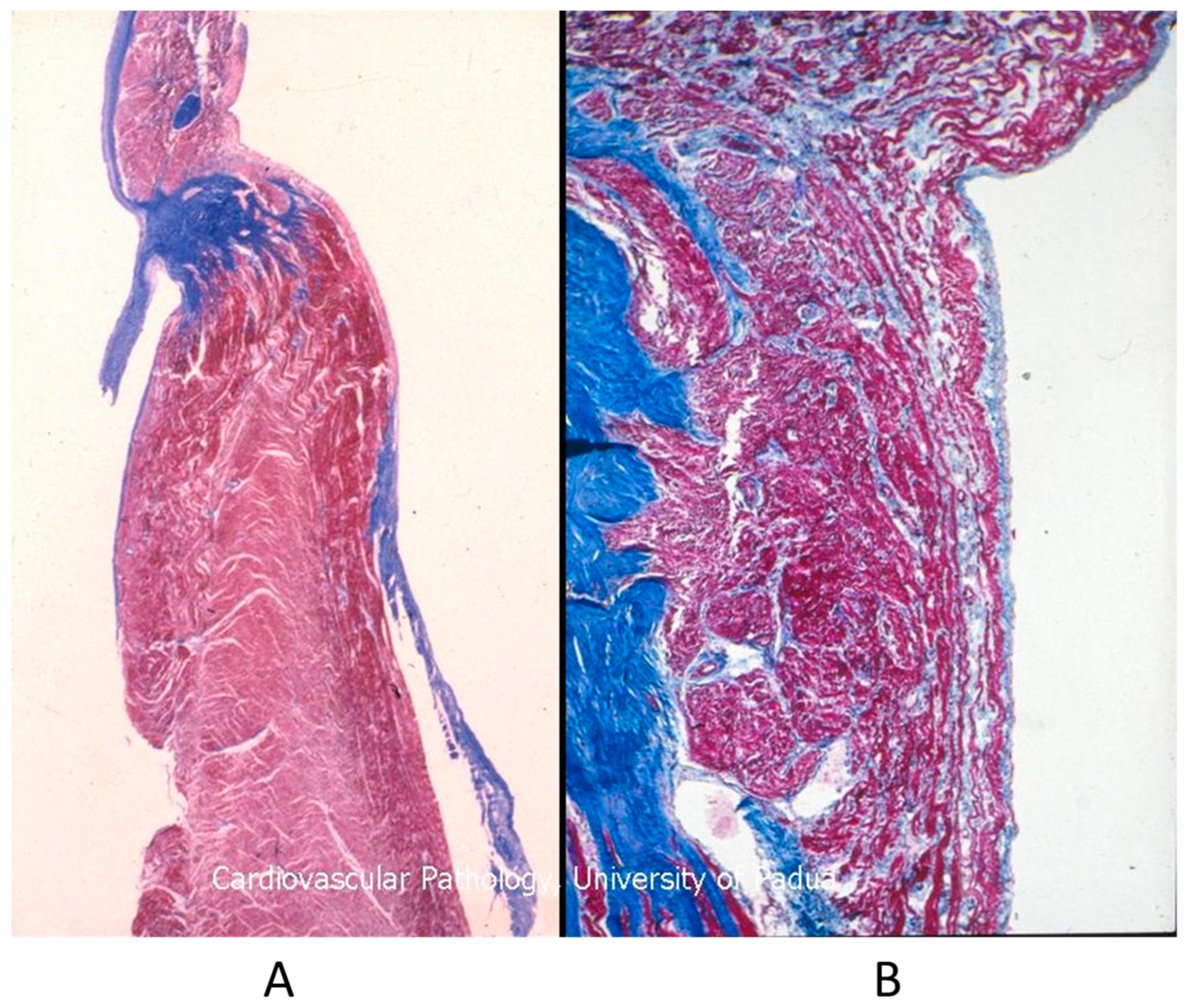 Biomedicines 13 00875 g015