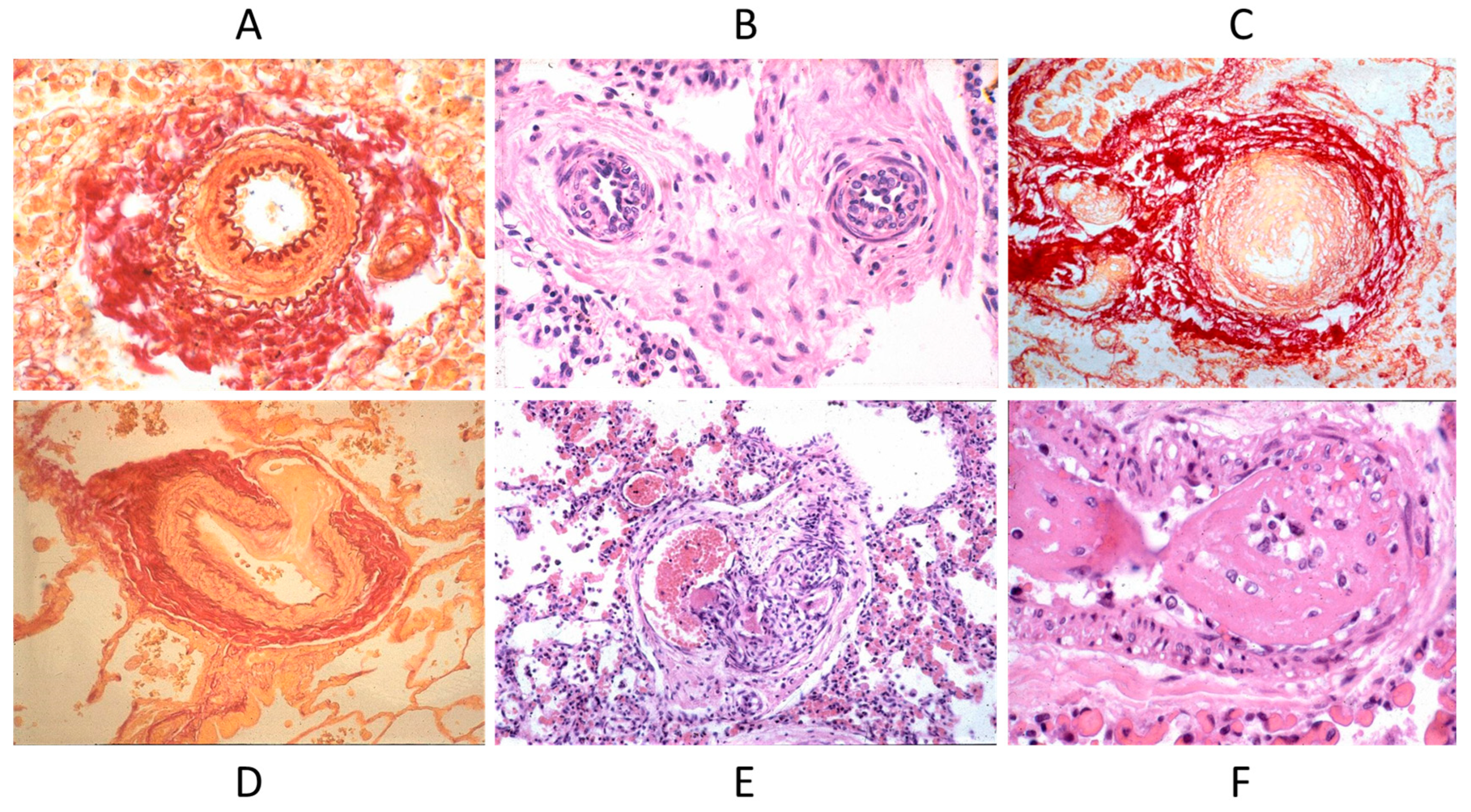 Biomedicines 13 00875 g017