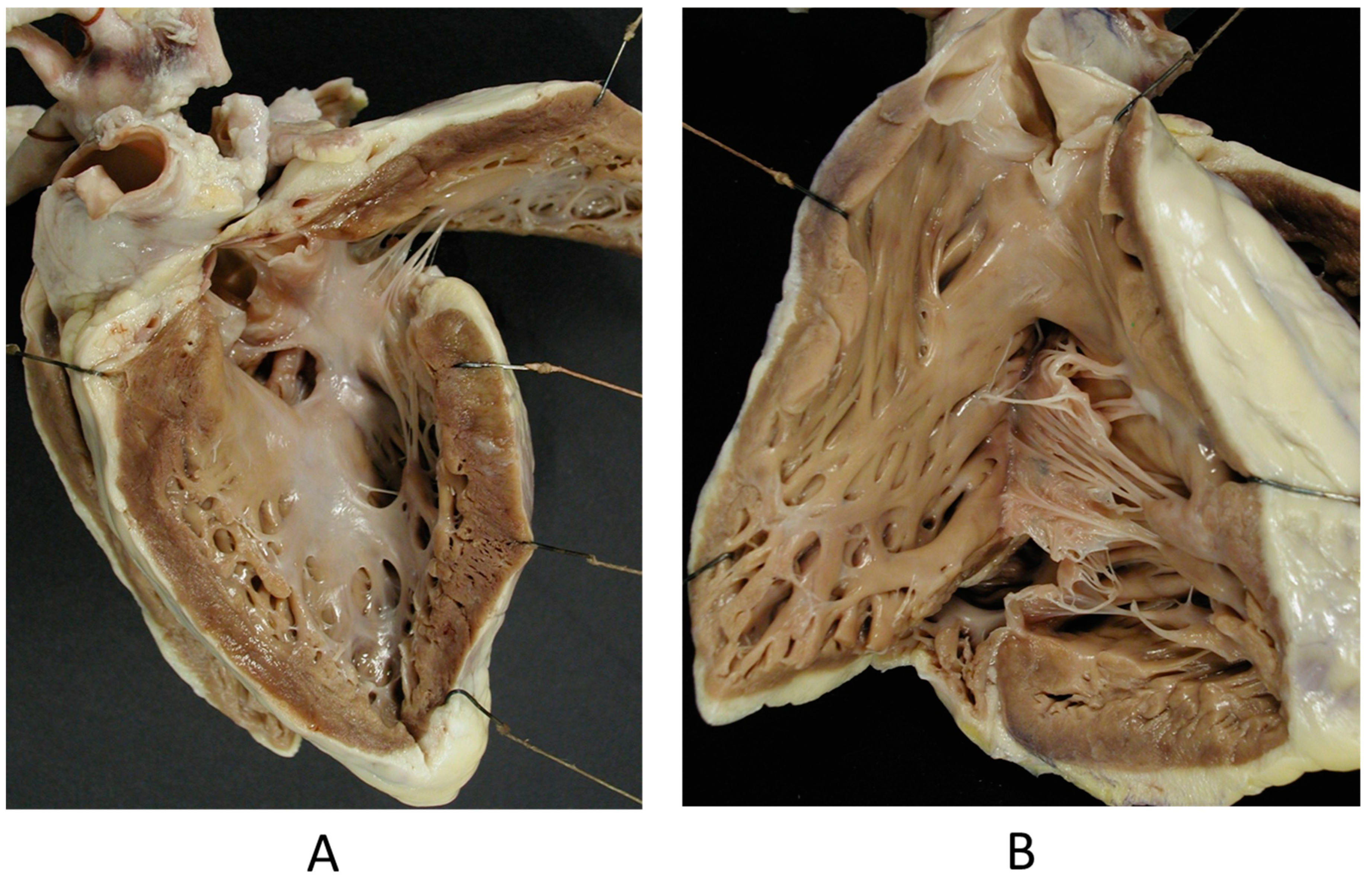 Biomedicines 13 00875 g018
