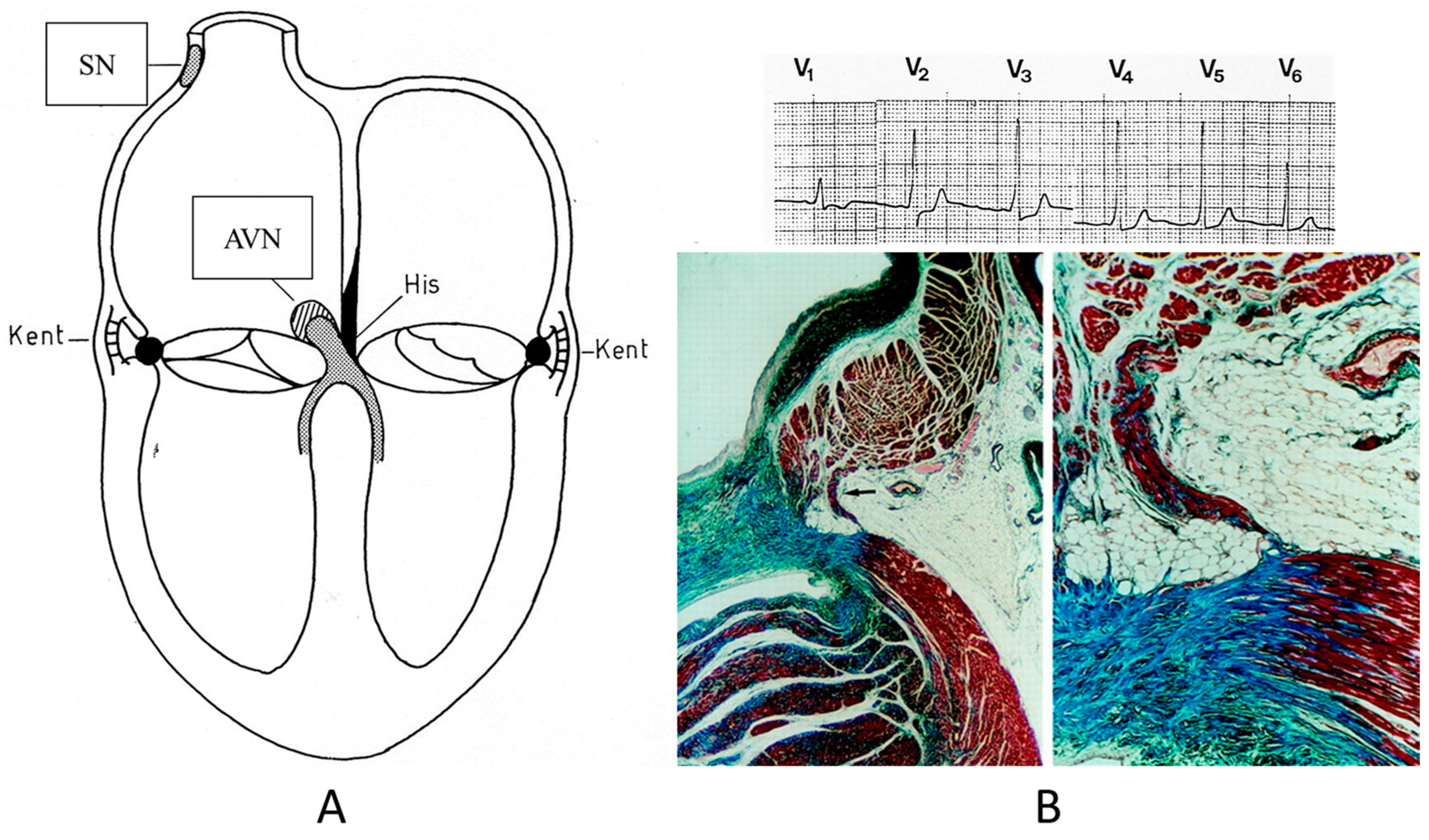 Biomedicines 13 00875 g019