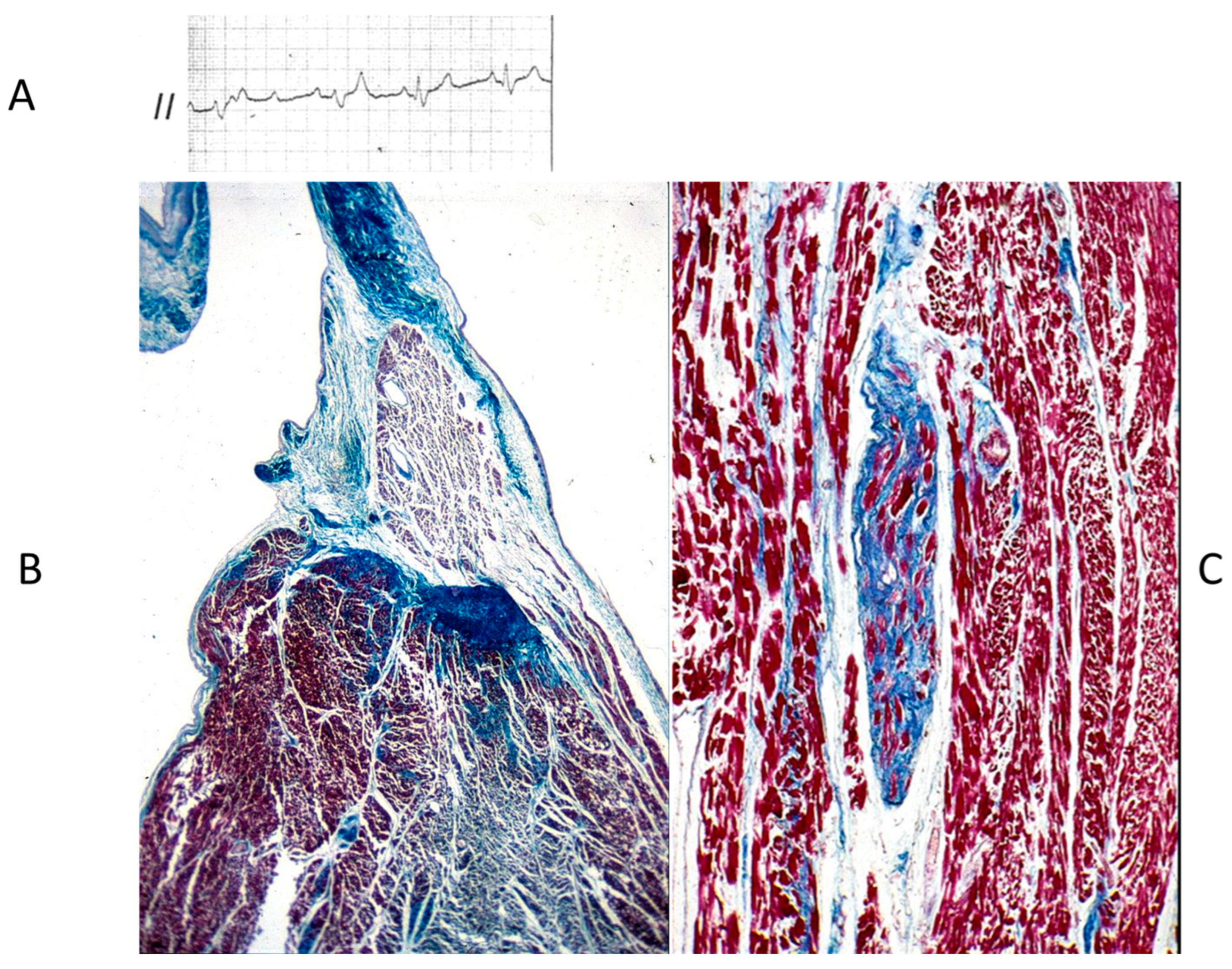 Biomedicines 13 00875 g021