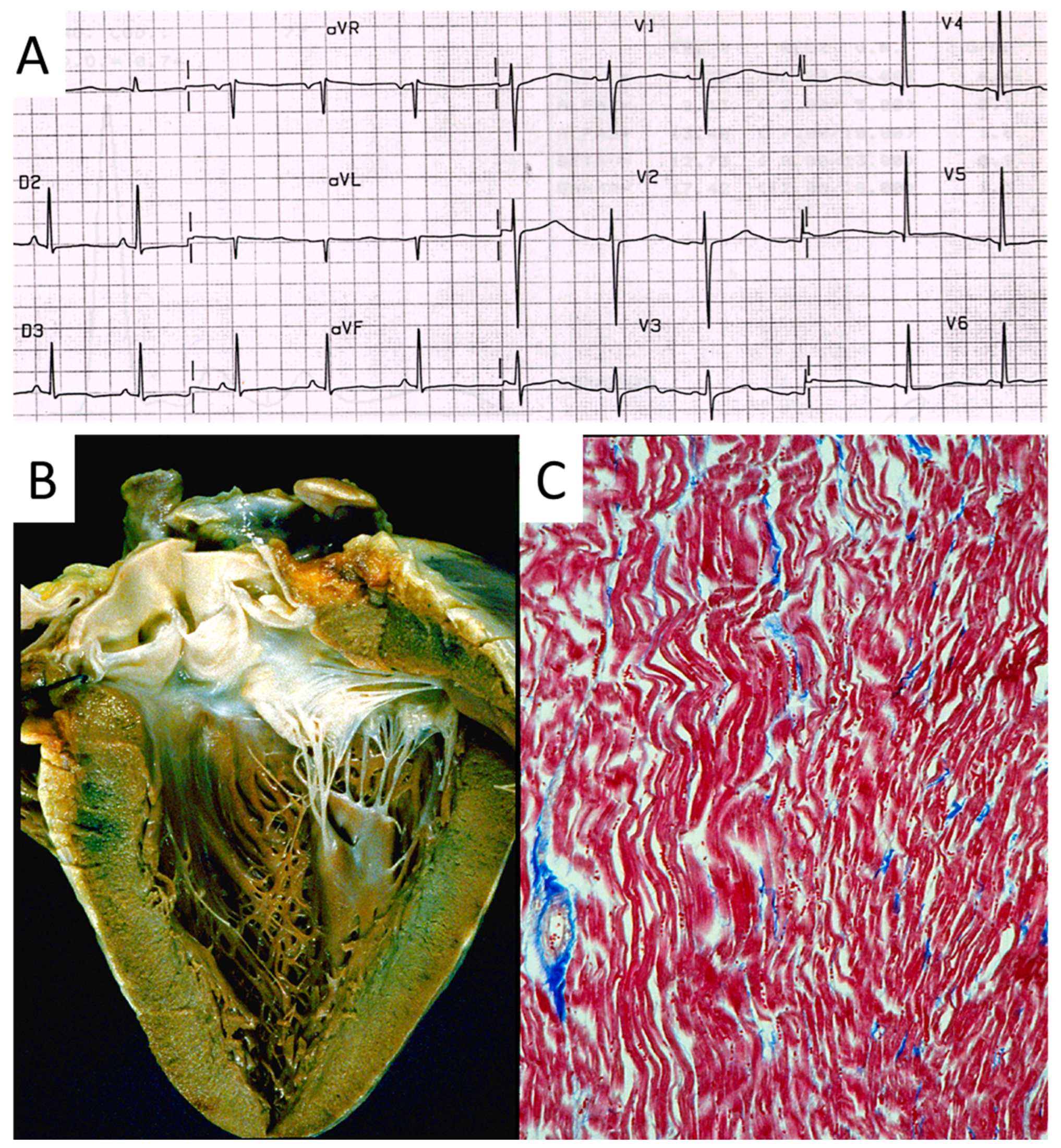 Biomedicines 13 00875 g022