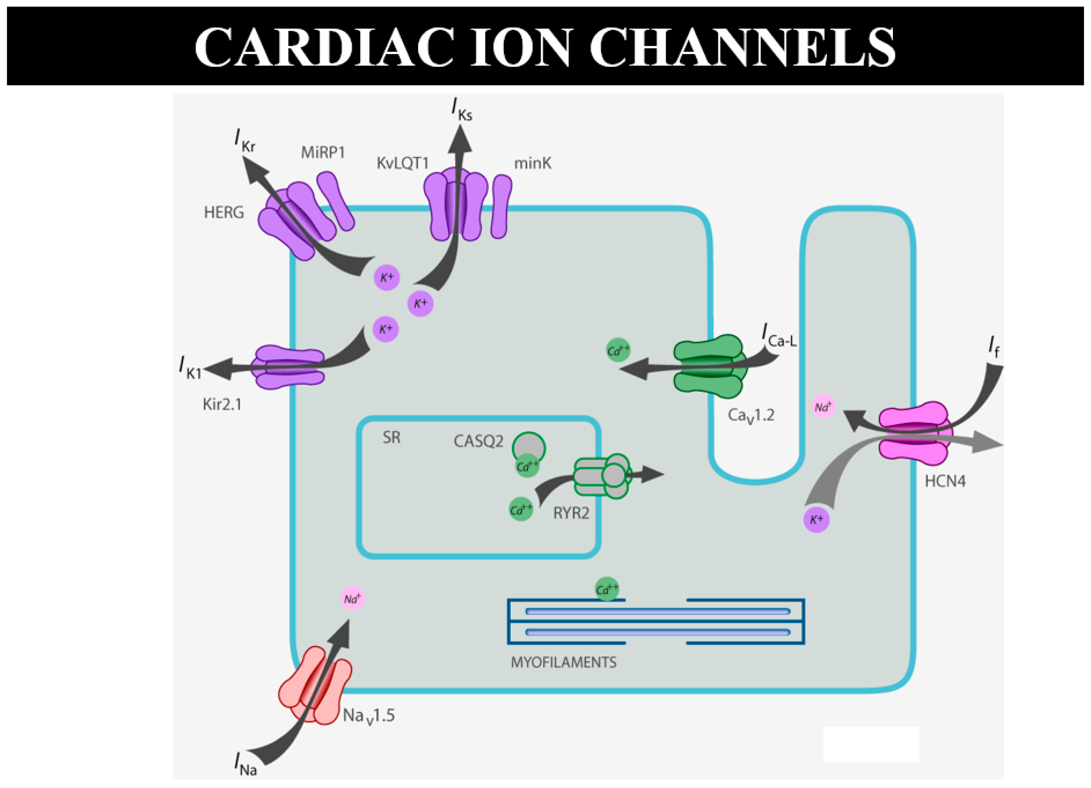 Biomedicines 13 00875 g024