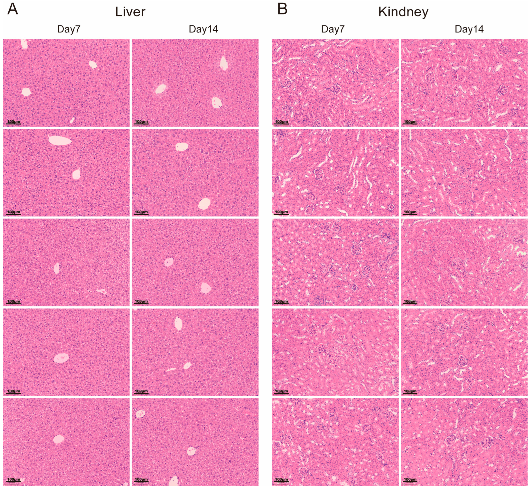 Biomedicines 13 00882 g0a1 Biomedicines 13 00882 g0a1
