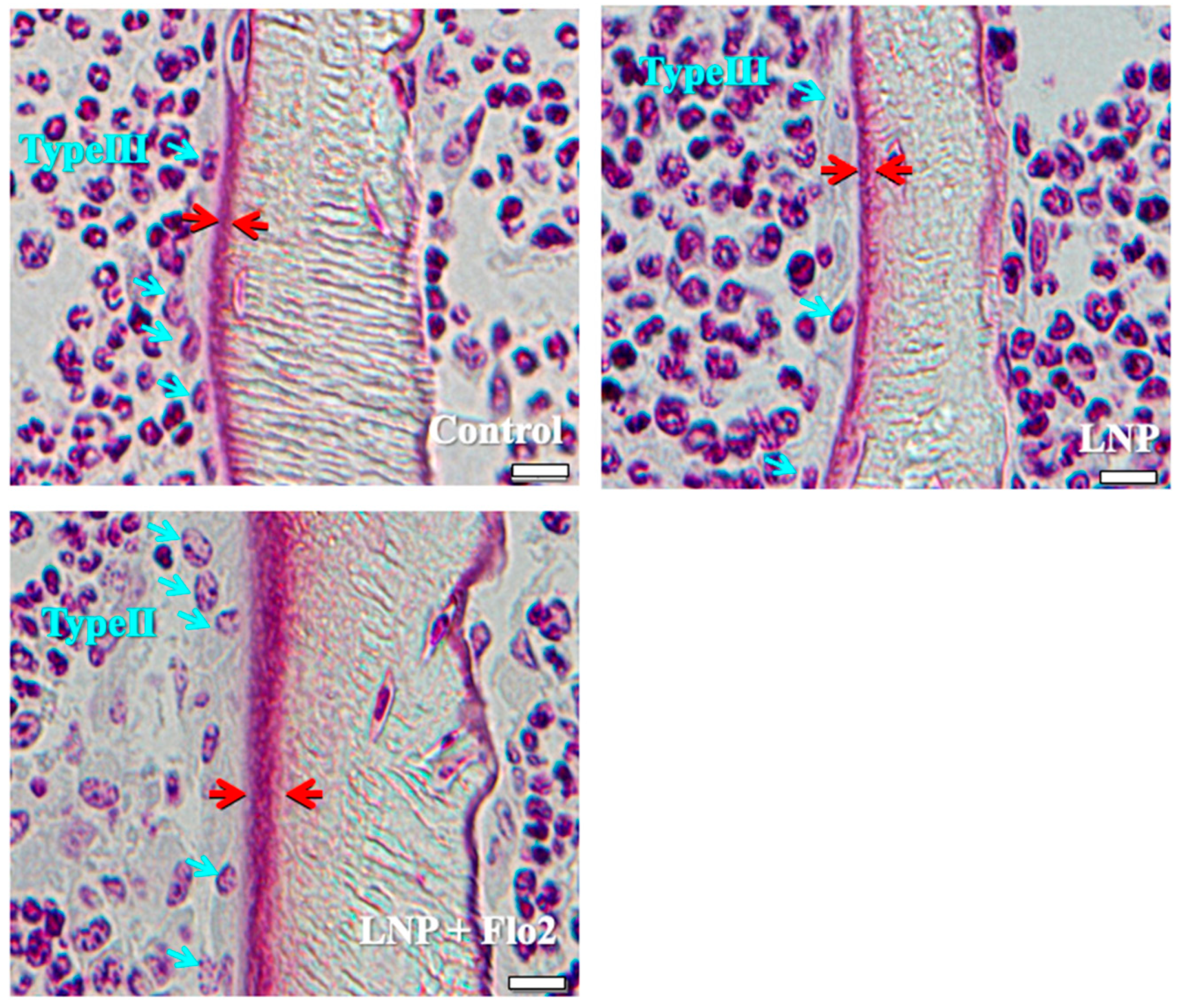Biomedicines 13 00883 g002 Biomedicines 13 00883 g002