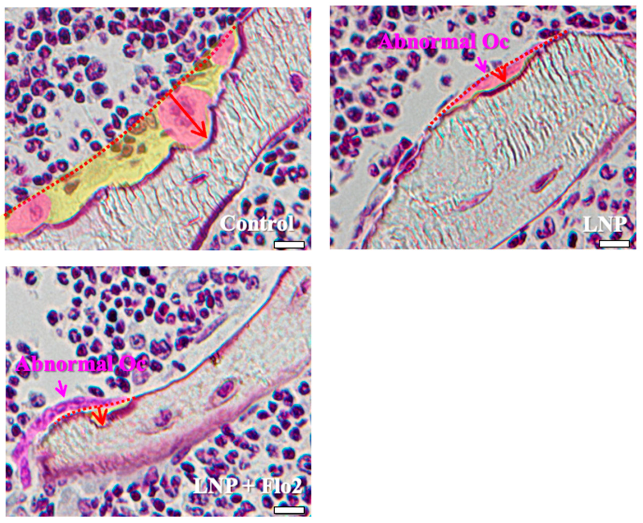 Biomedicines 13 00883 g003 Biomedicines 13 00883 g003