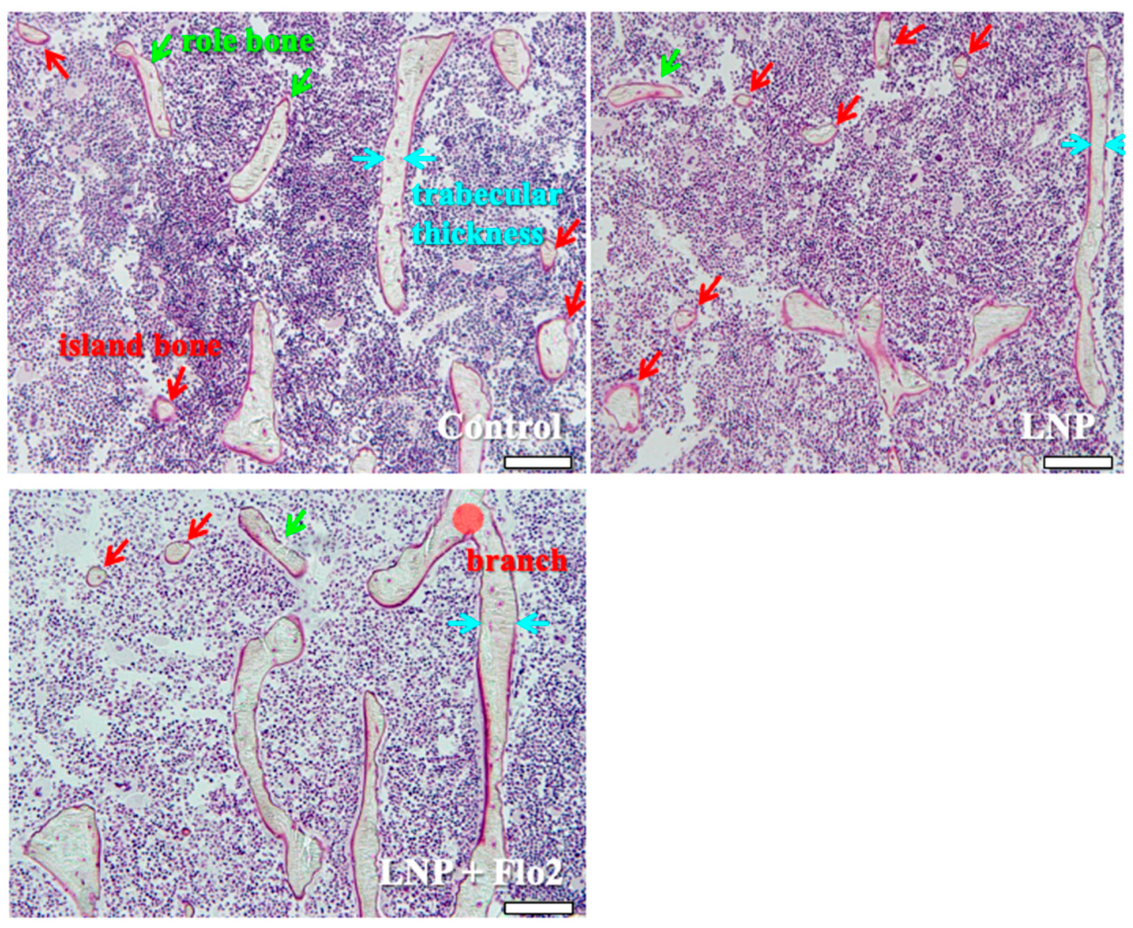 Biomedicines 13 00883 g005 Biomedicines 13 00883 g005