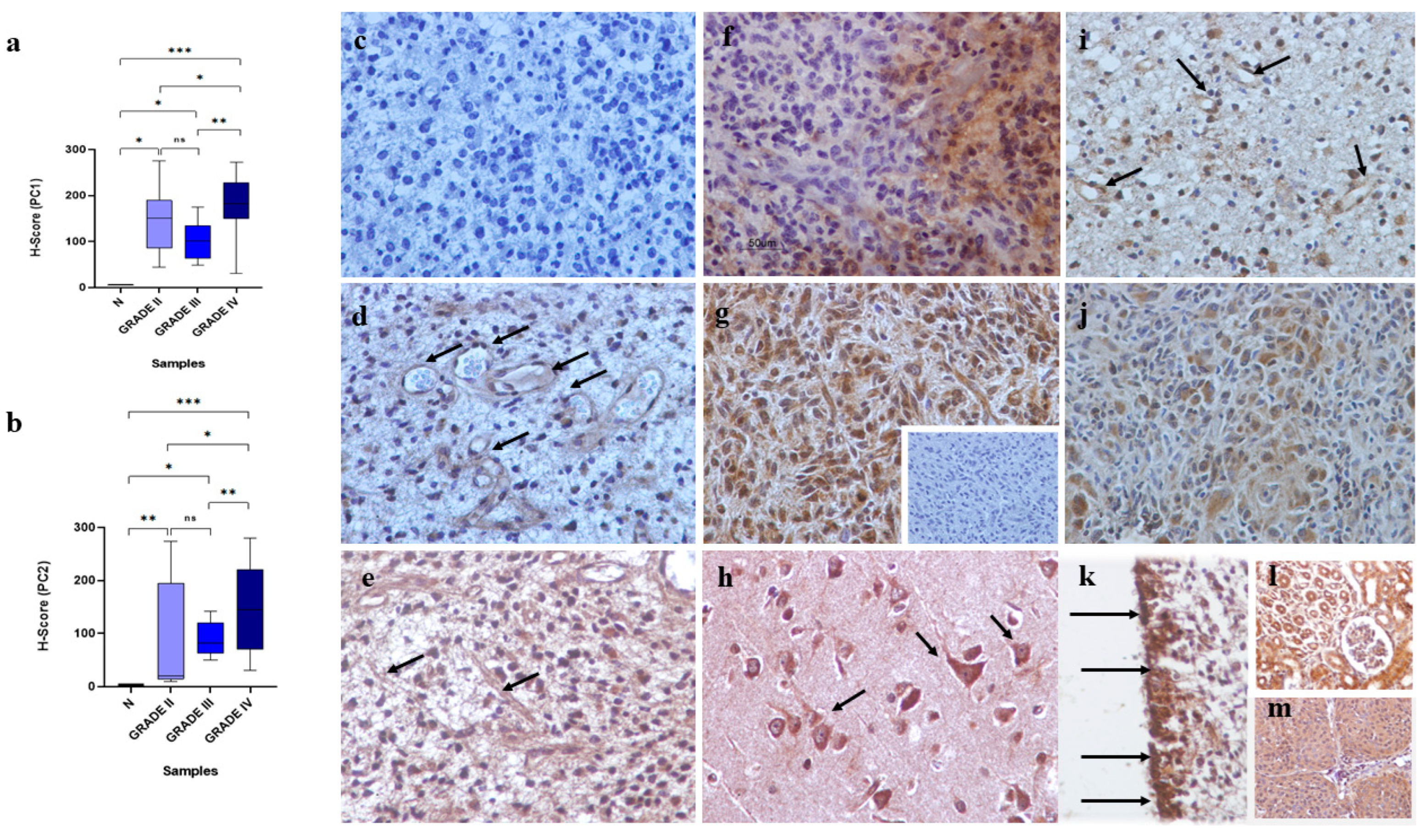 Biomedicines 13 00884 g002