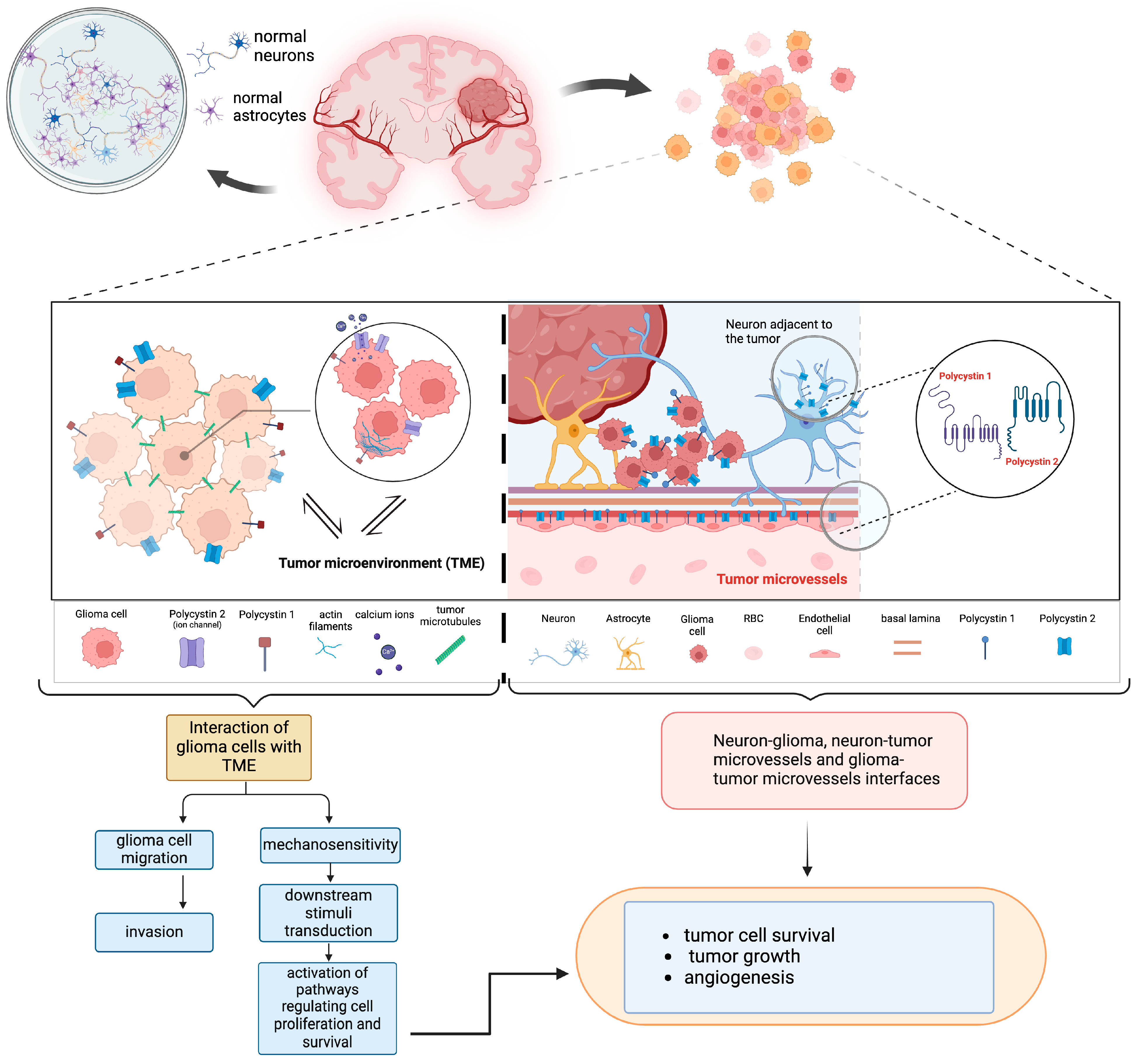 Biomedicines 13 00884 g004