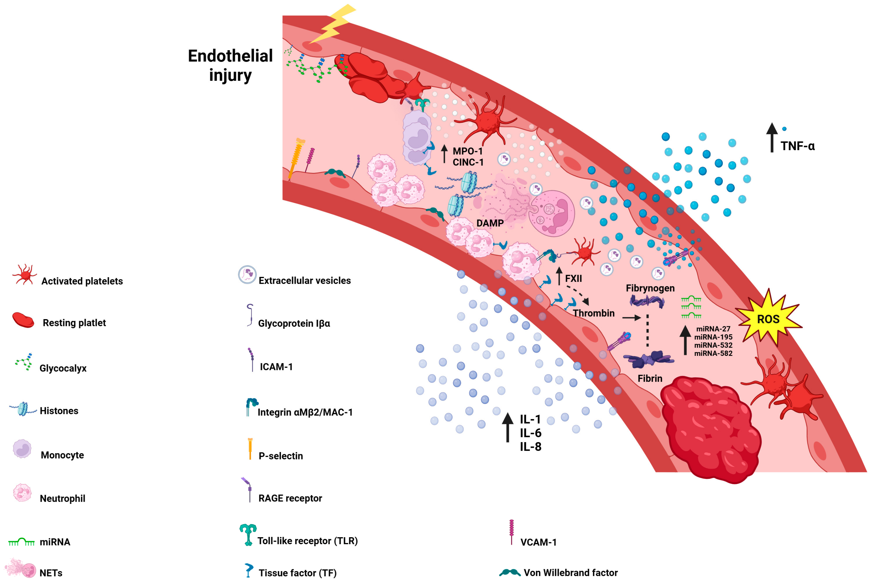 Biomedicines 13 00906 g002 Biomedicines 13 00906 g002