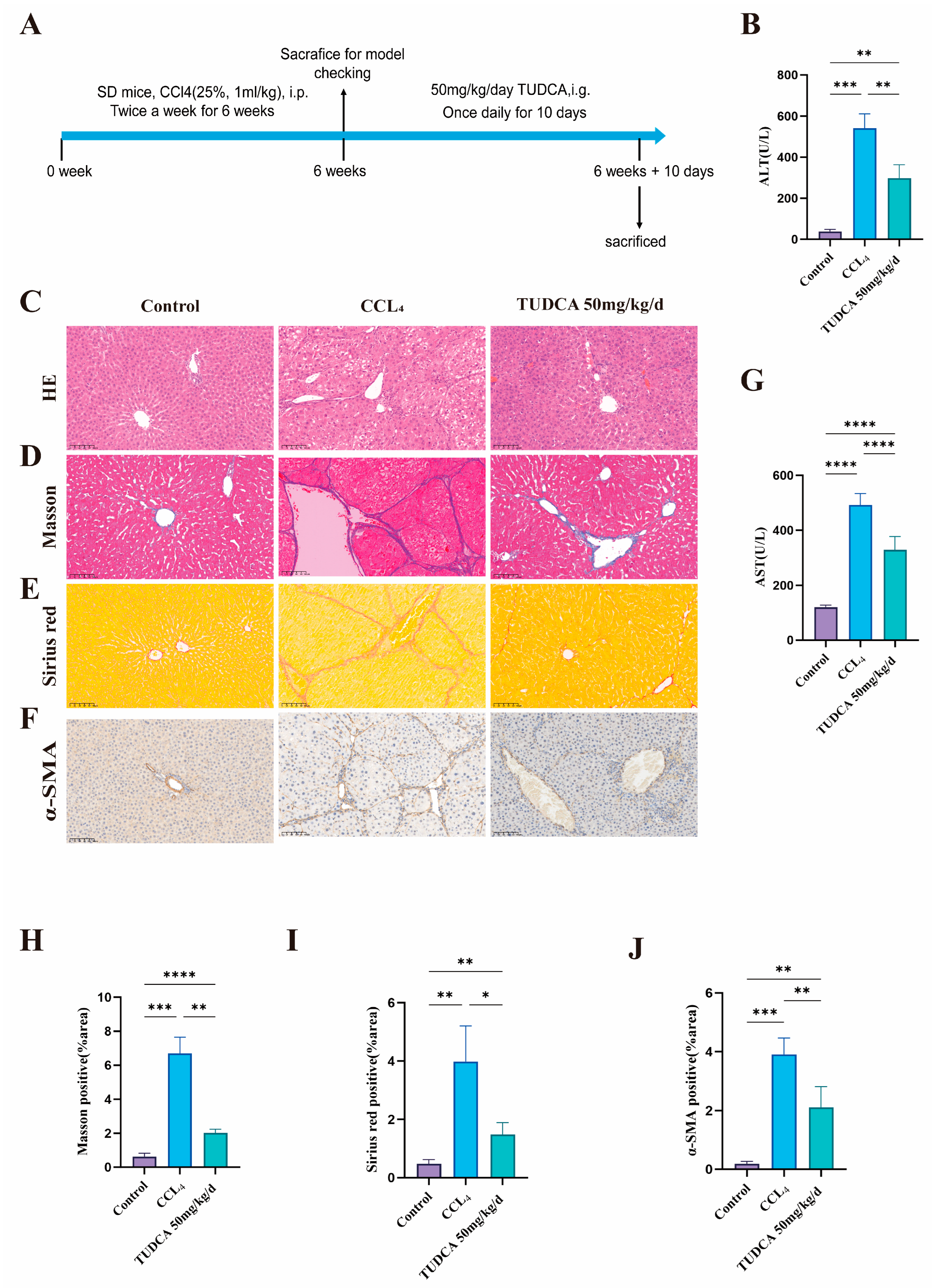 Biomedicines 13 00910 g003