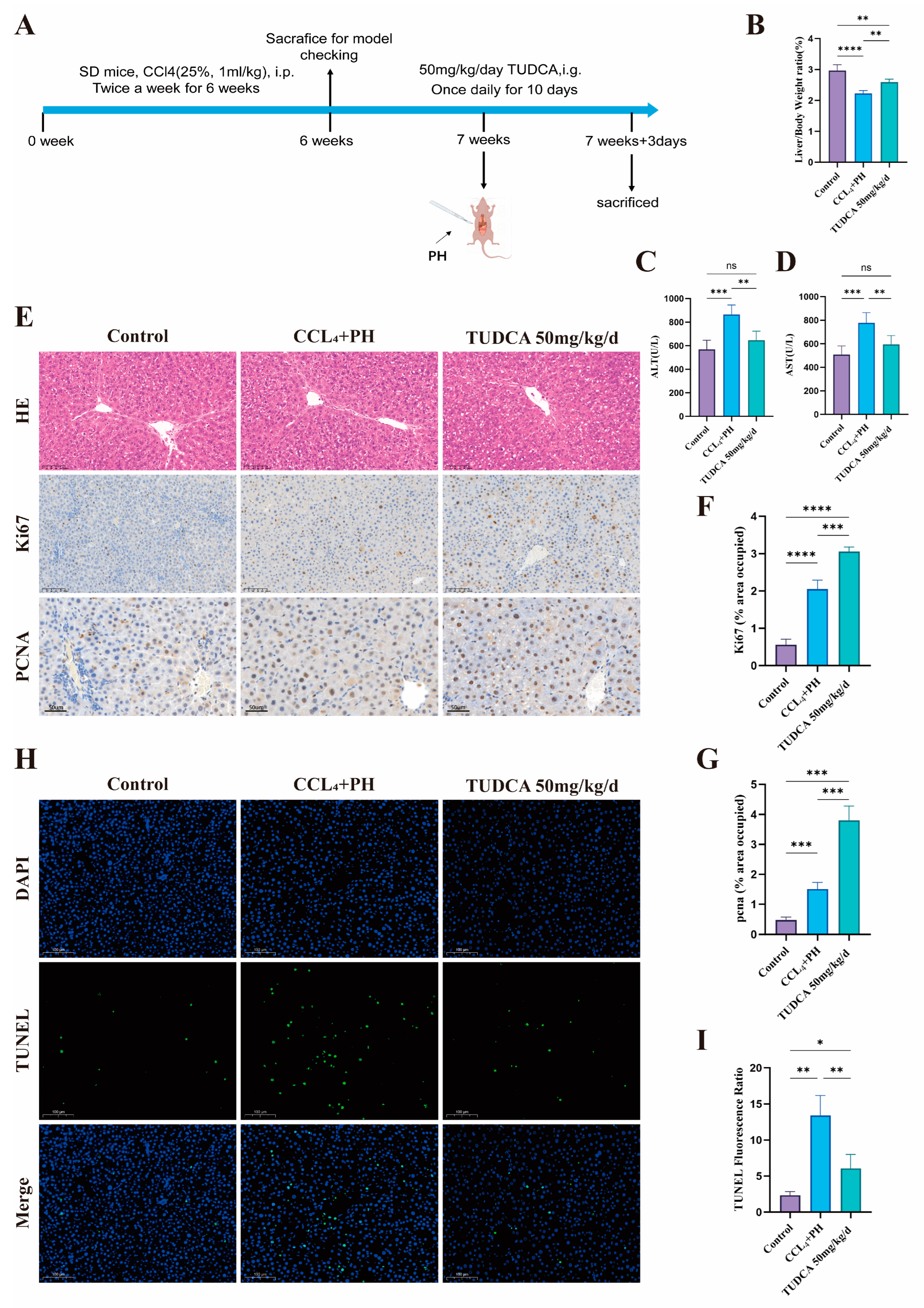 Biomedicines 13 00910 g004