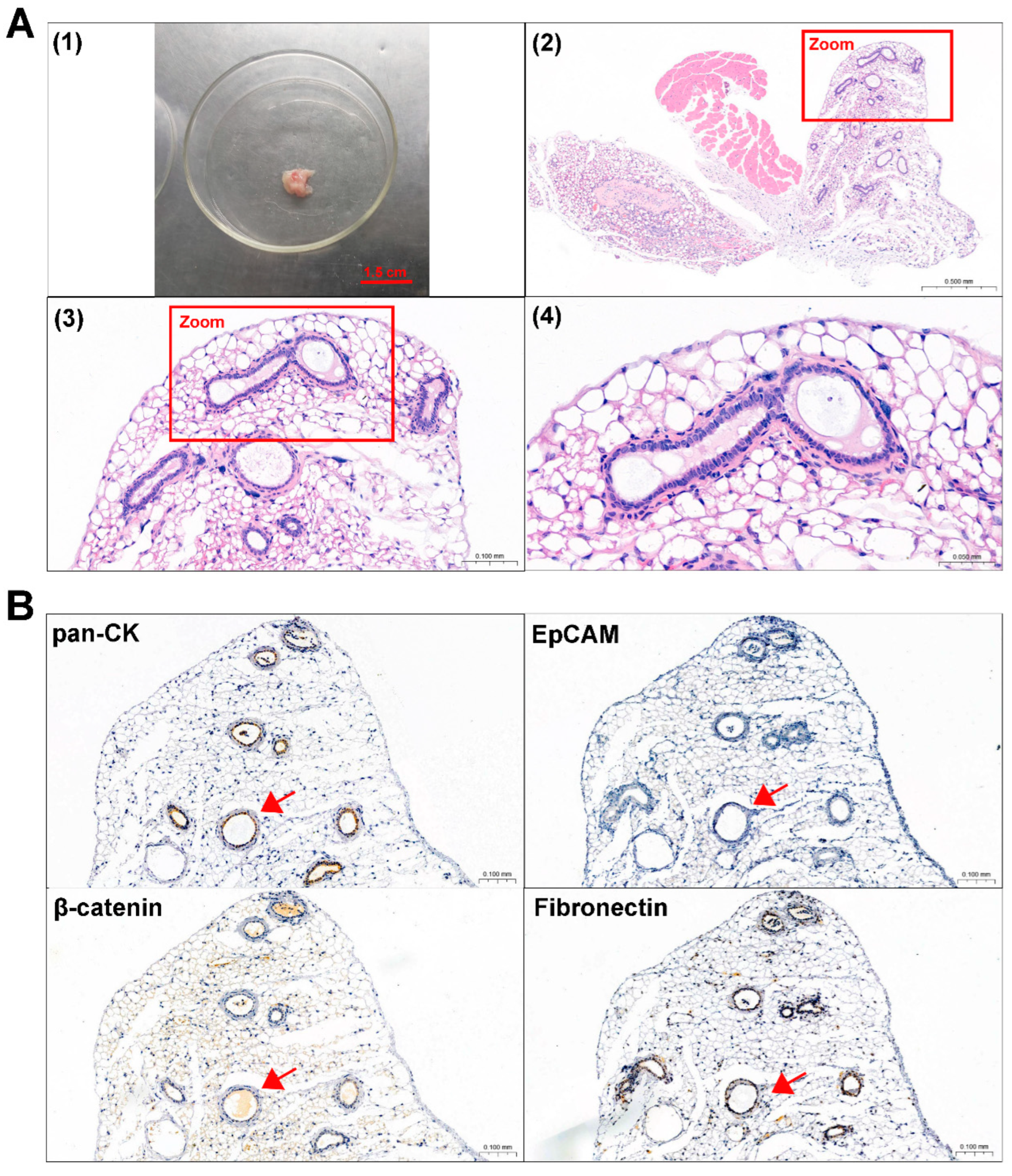 Biomedicines 13 00912 g004