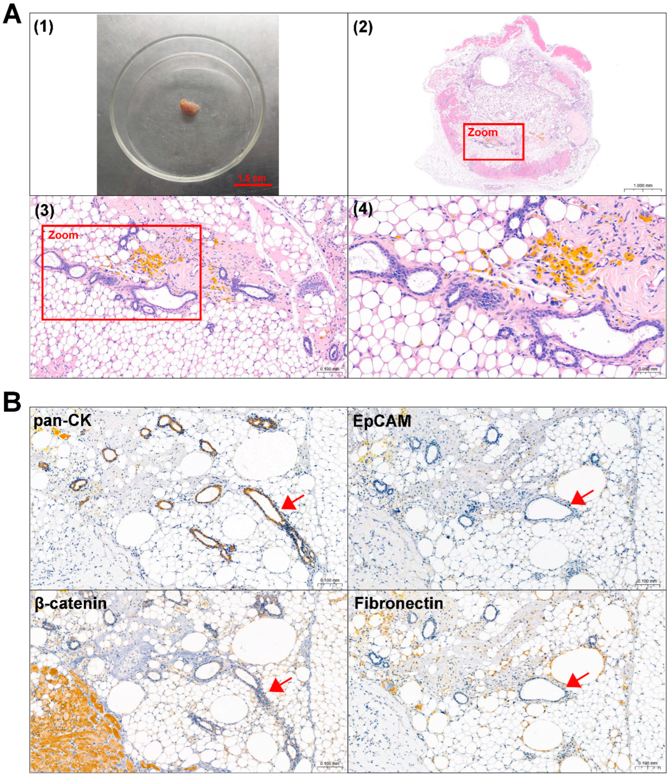 Biomedicines 13 00912 g005