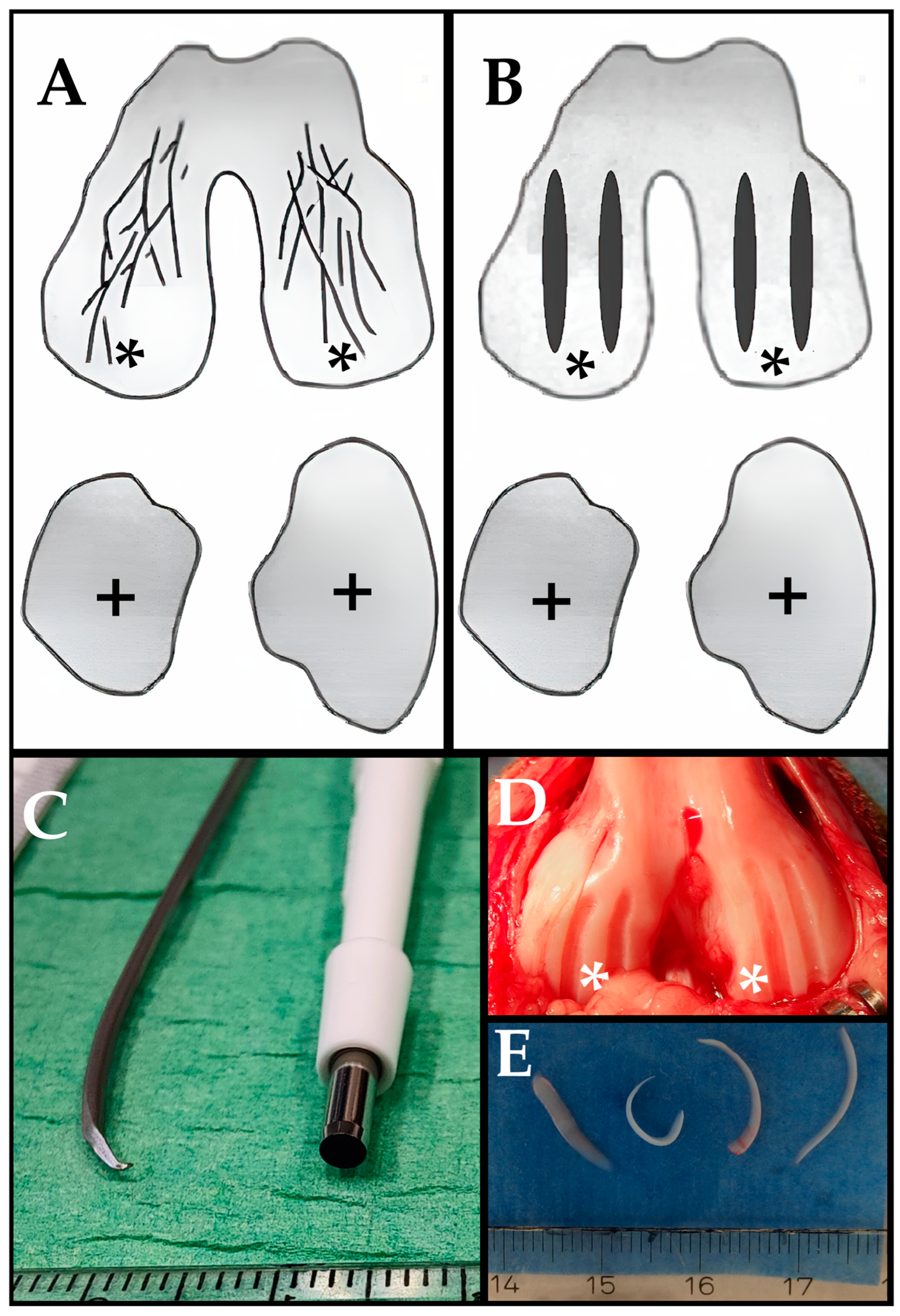 Biomedicines 13 00913 g001
