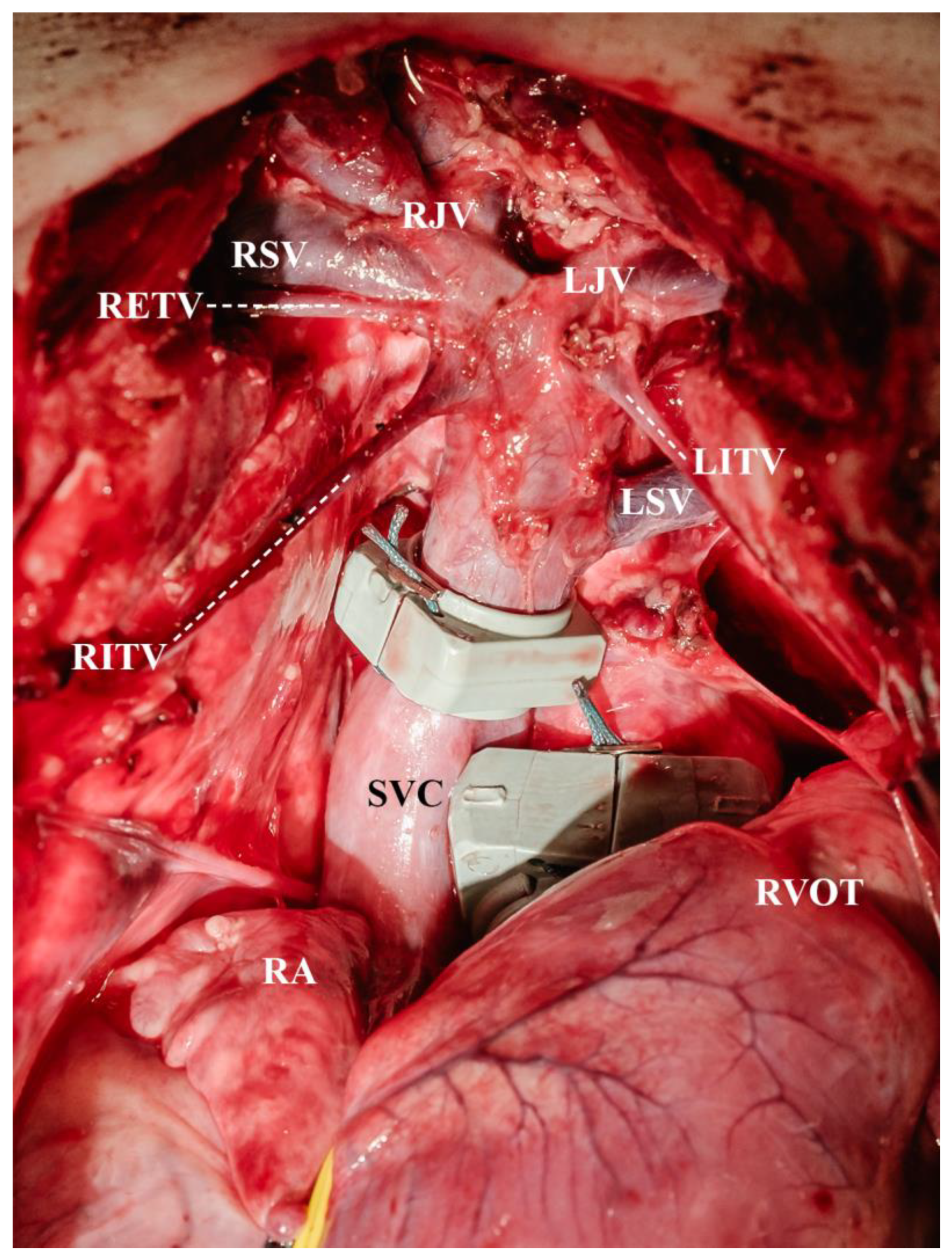 Biomedicines 13 00918 g001 Biomedicines 13 00918 g001