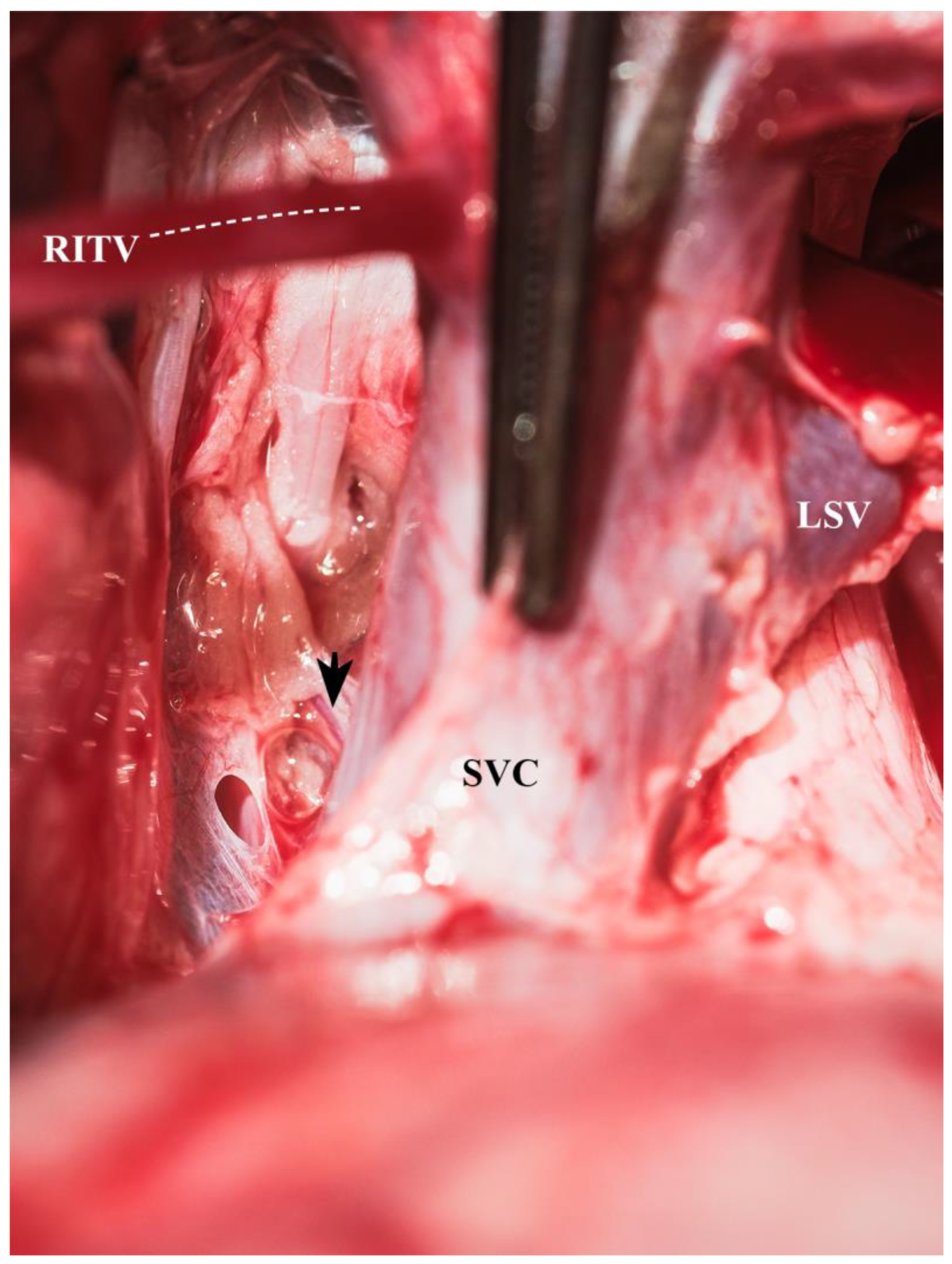 Biomedicines 13 00918 g003 Biomedicines 13 00918 g003