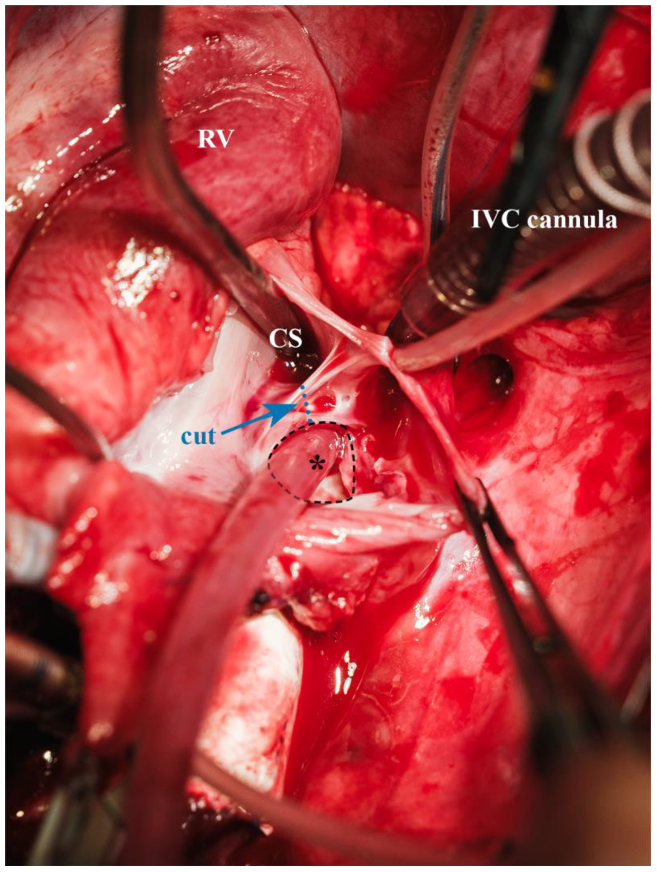 Biomedicines 13 00918 g010 Biomedicines 13 00918 g010