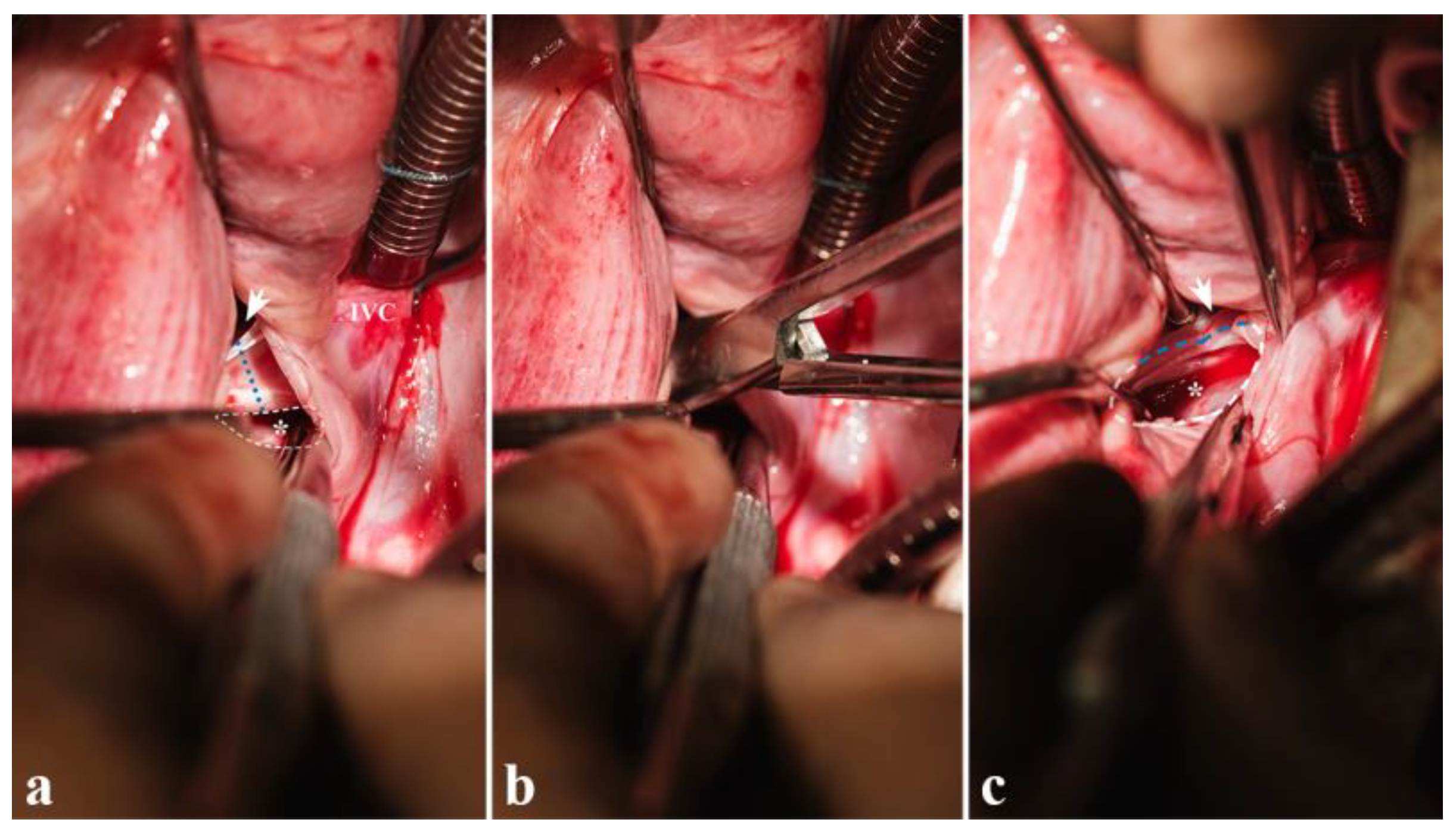 Biomedicines 13 00918 g011 Biomedicines 13 00918 g011