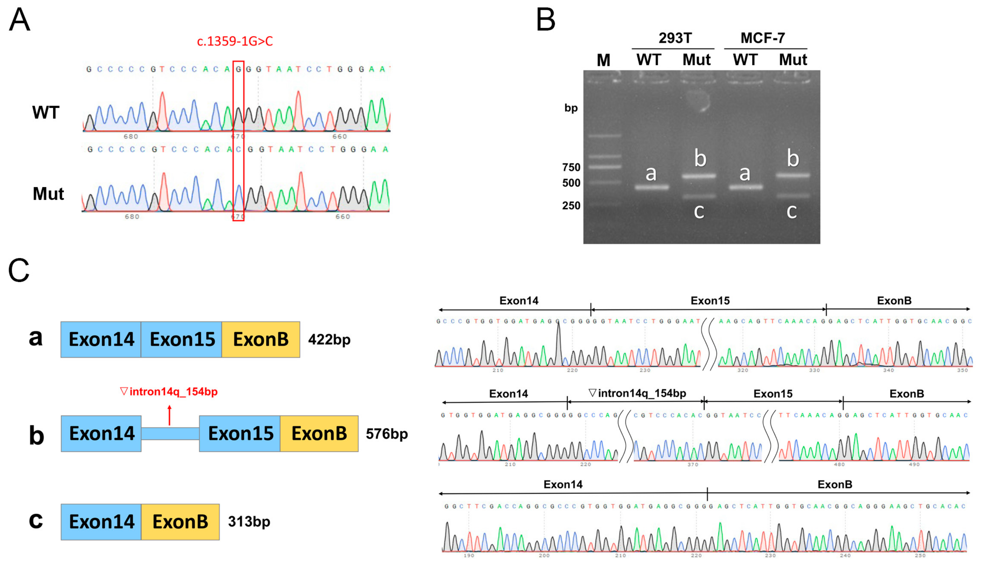 Biomedicines 13 00919 g003
