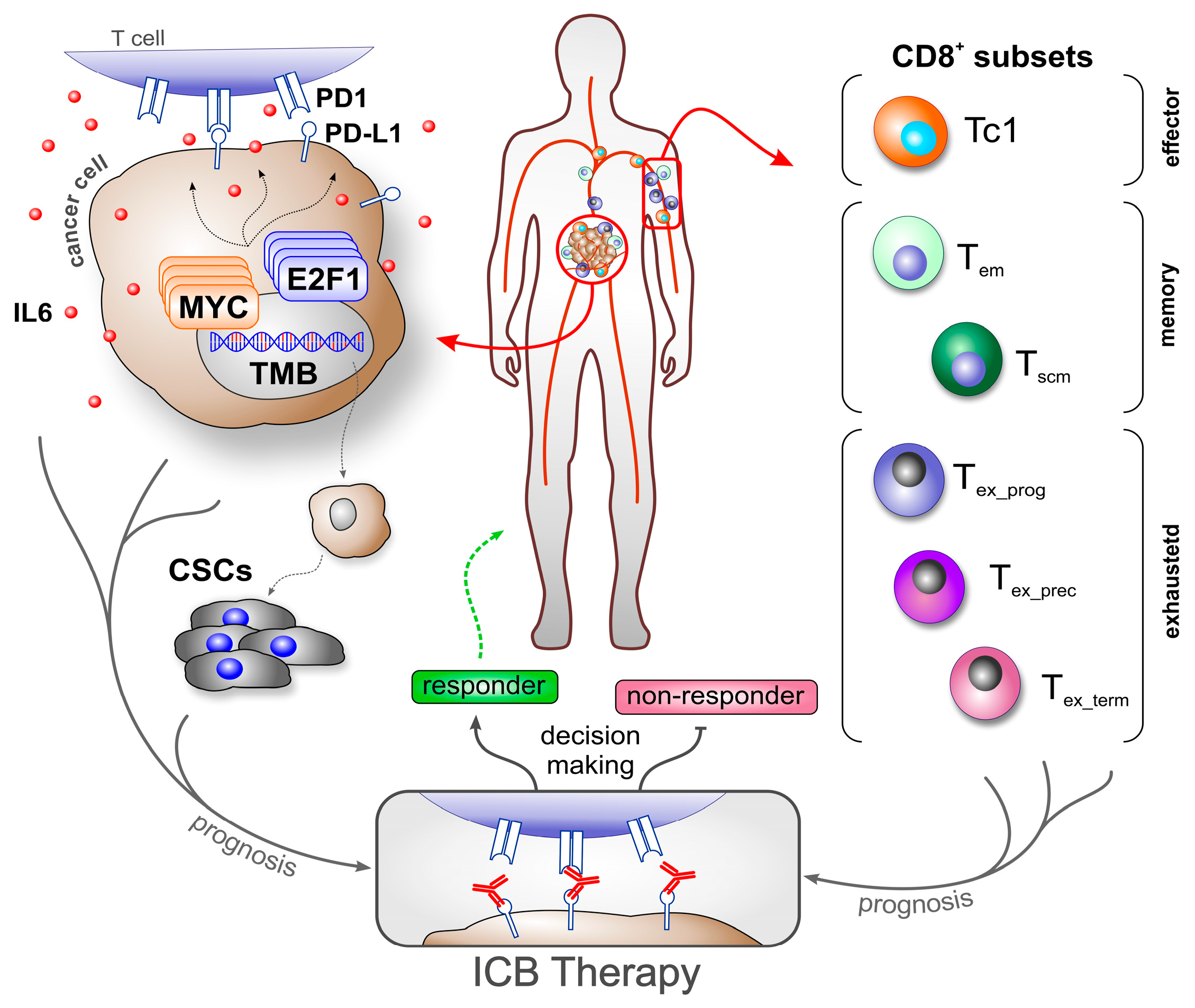 Biomedicines 13 00930 g001