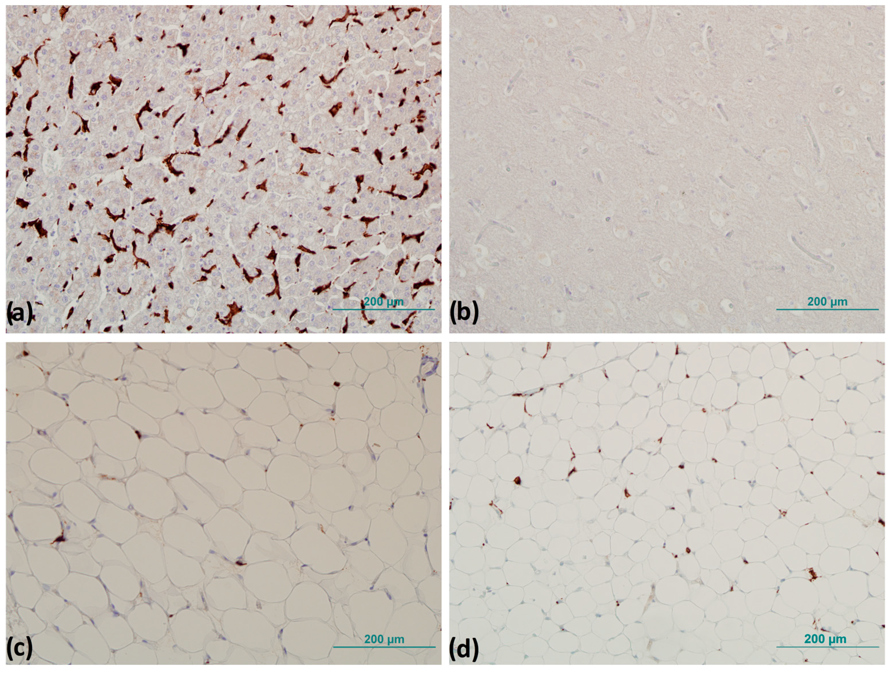 Biomedicines 13 00935 g002