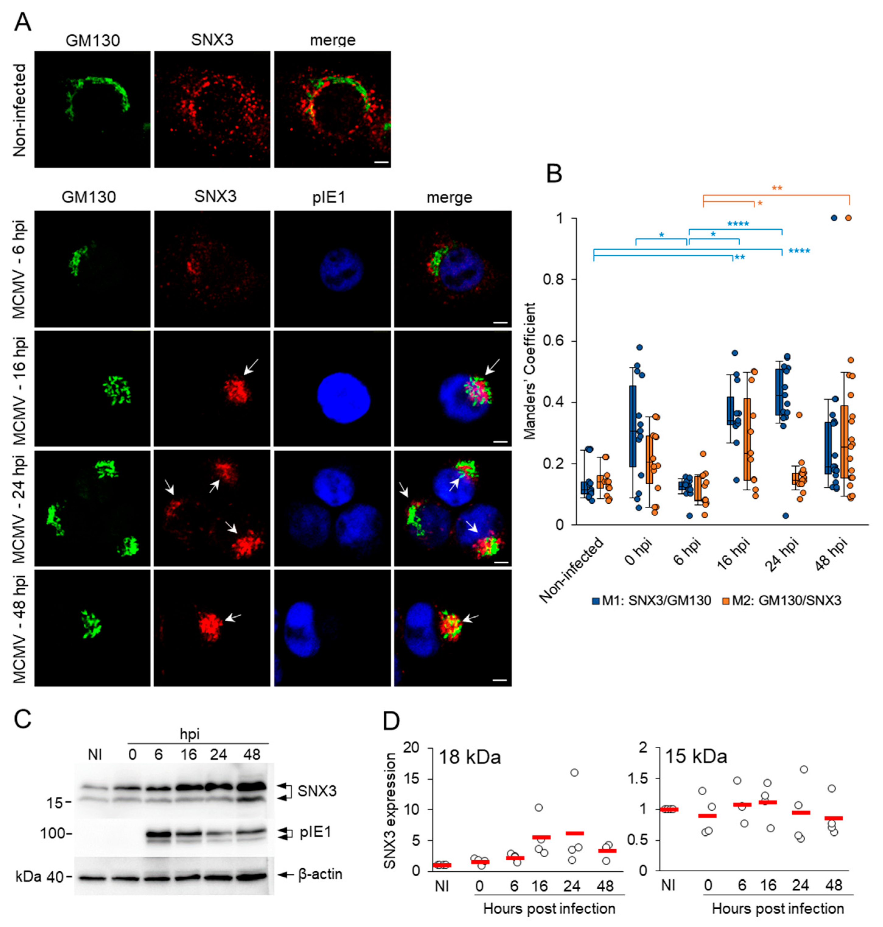Biomedicines 13 00936 g001